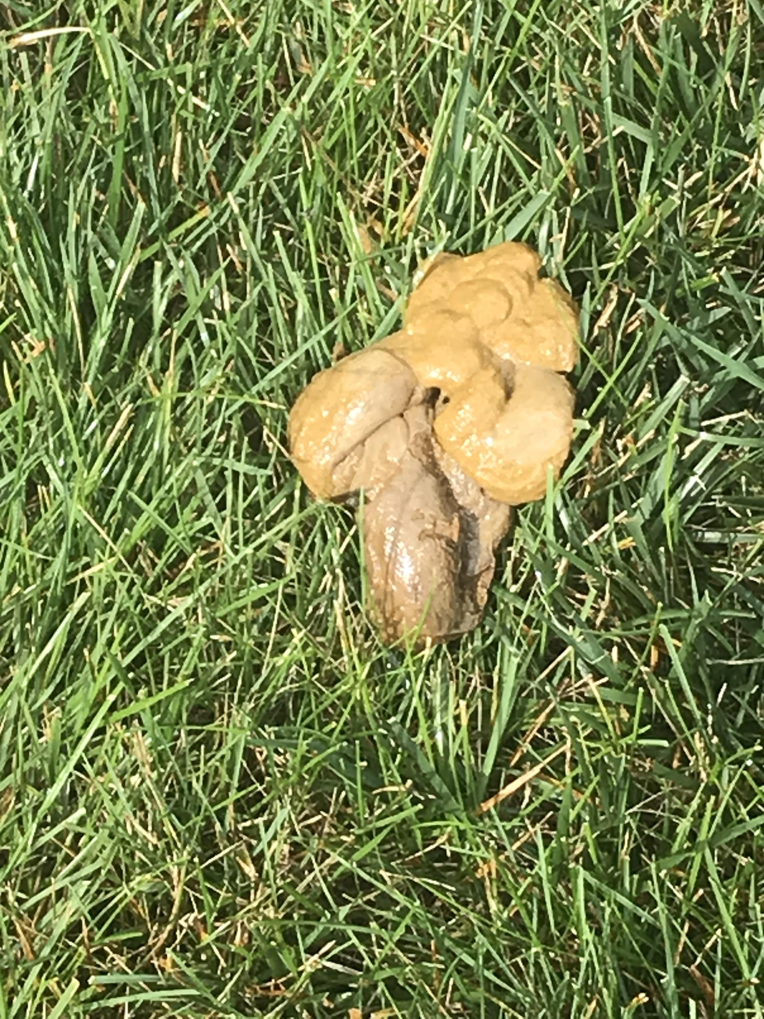 My dog has been pooping like this for 2 days. The vet diagnosed him with pancreatitis about a