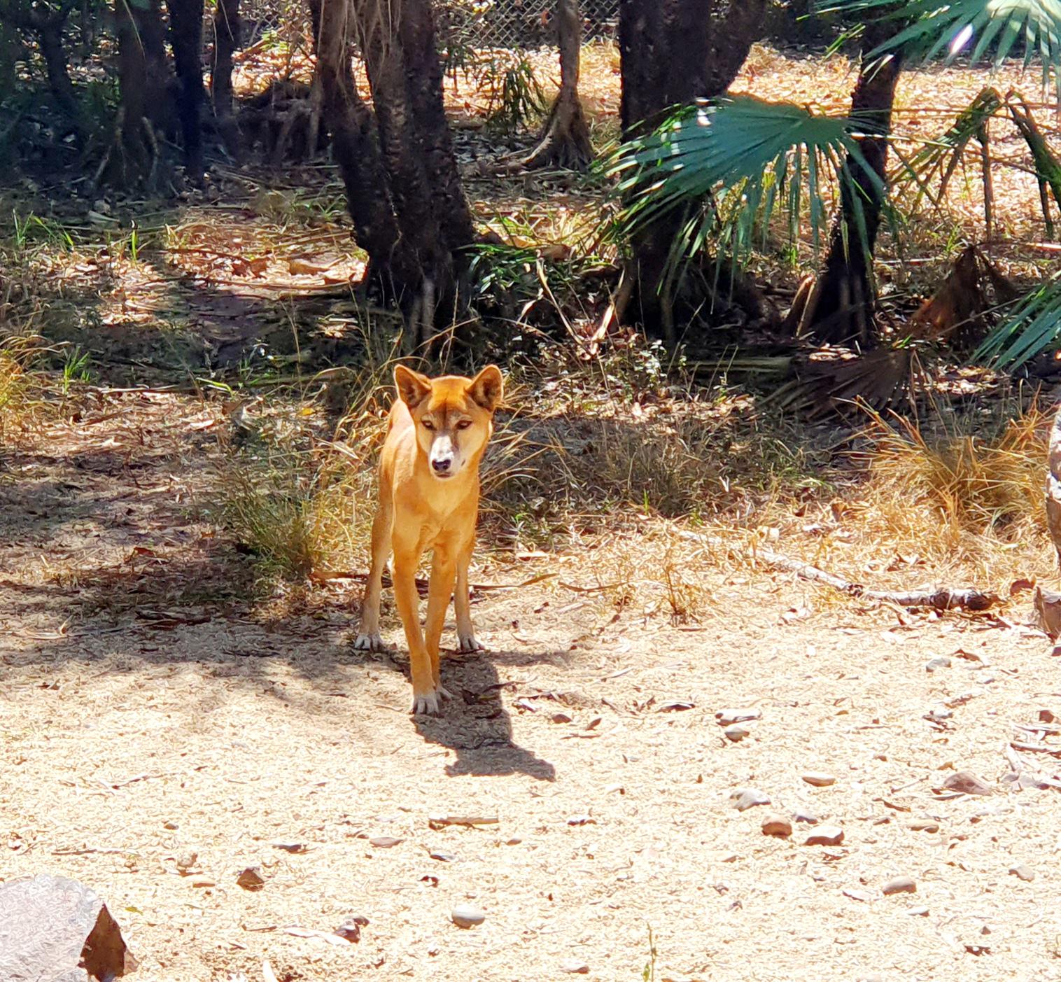 Dingos are apex predators in most of Australia and they help maintain