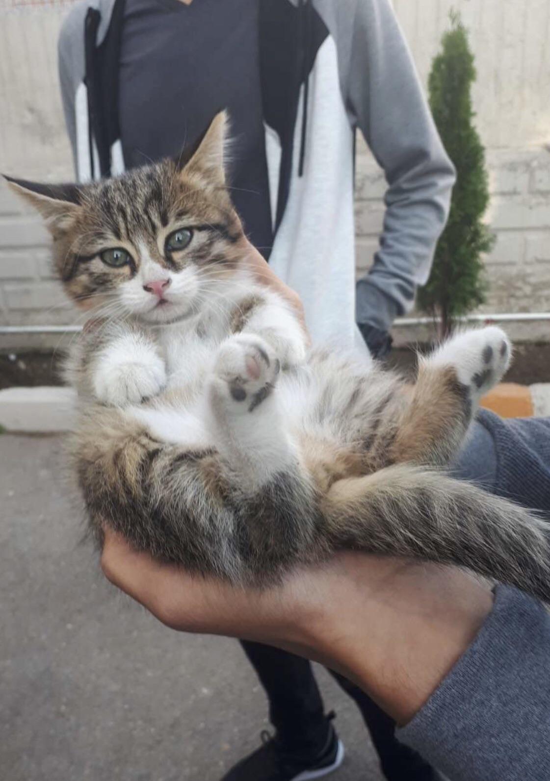 401 best Kedi images on Pholder KGBTR, Turkish Cats and Turkey