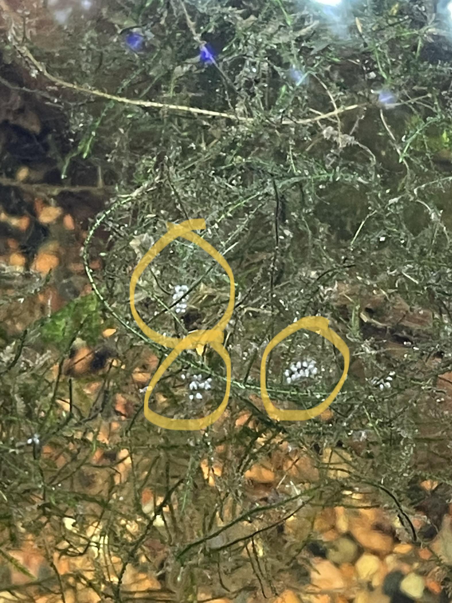 Anyone know what these white dots are? r/Aquariums