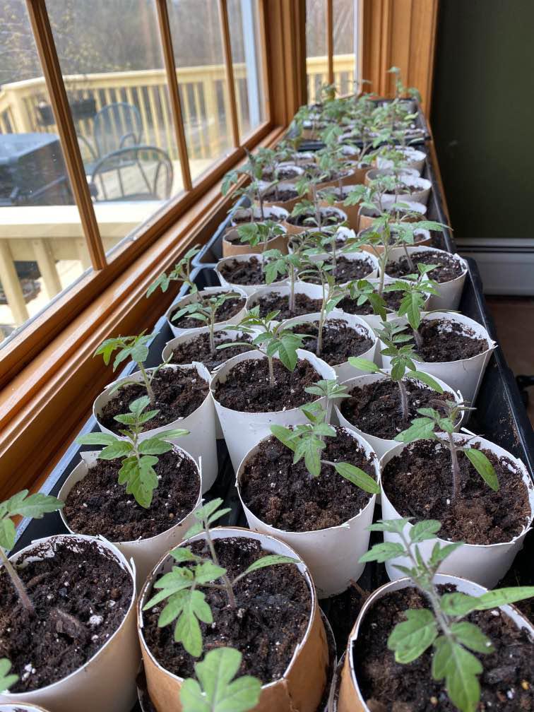 First time planting tomatoes from seed! 65 seedlings! 35 cherry and 30