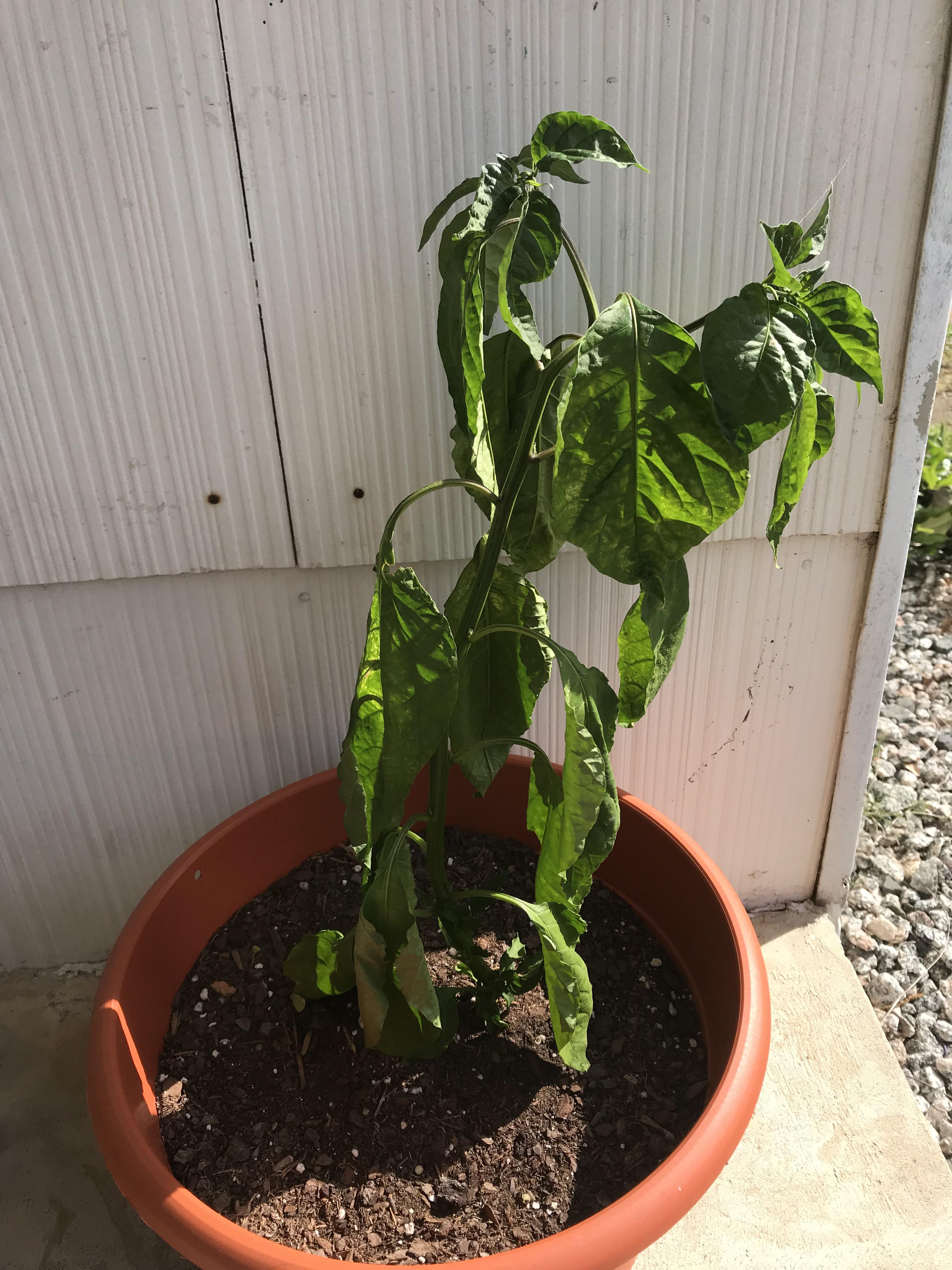 Help! I have a Carolina Reaper plant that is wilting. My first time