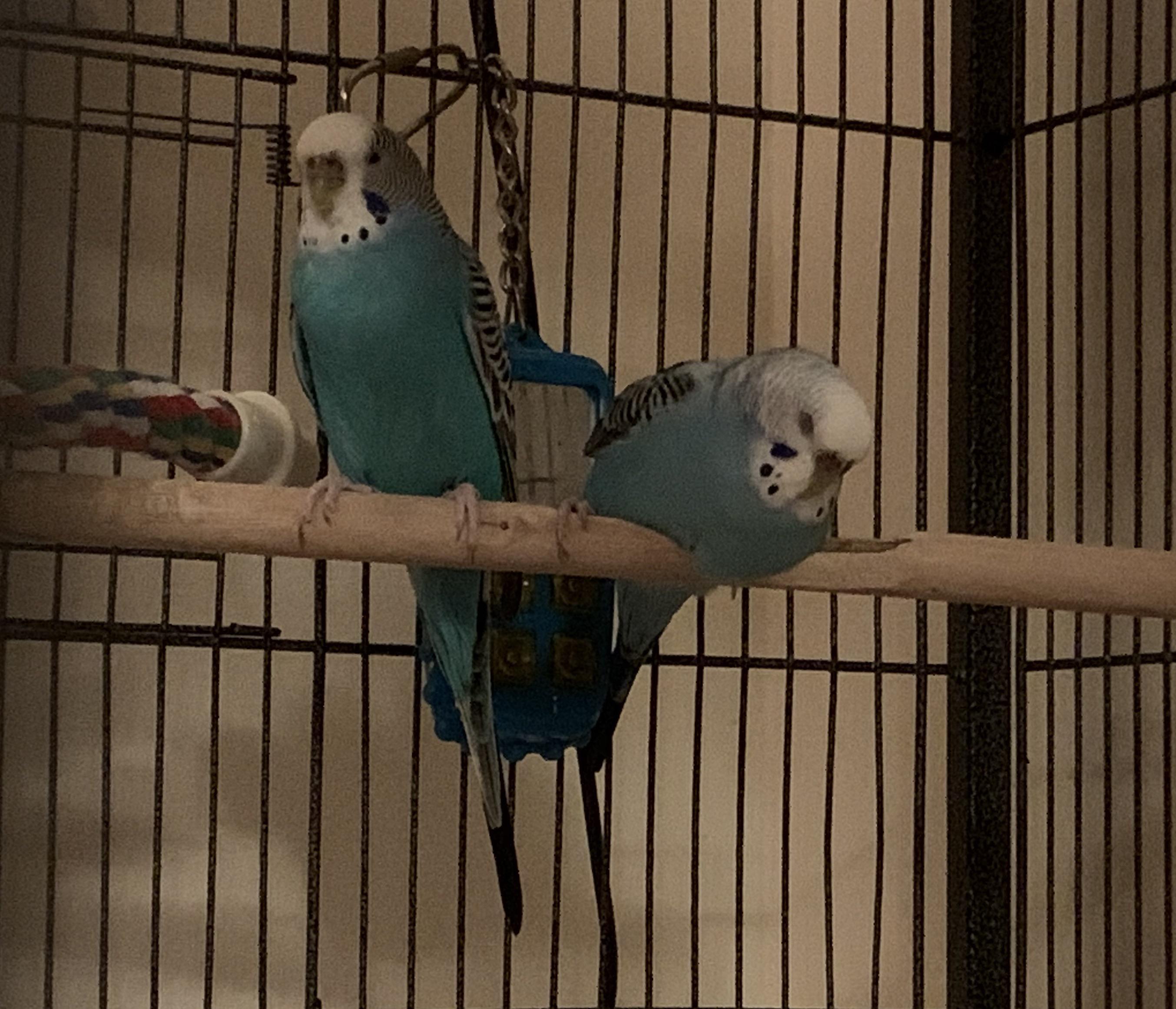 Budgie has started to sleep one foot played and his body melting over the stick. We’ve had many