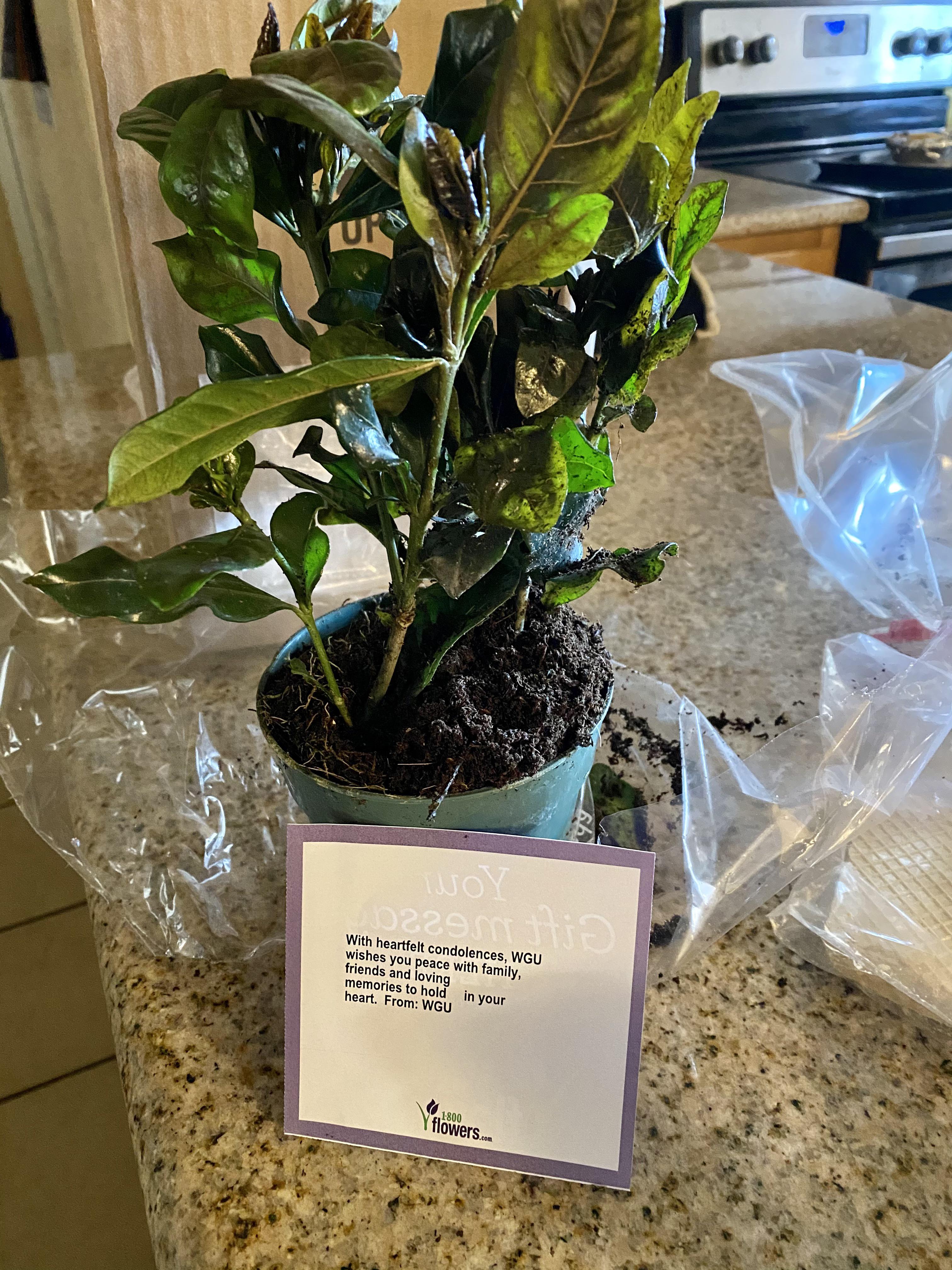 WGU is such an amazing school because they sent me this plant as a