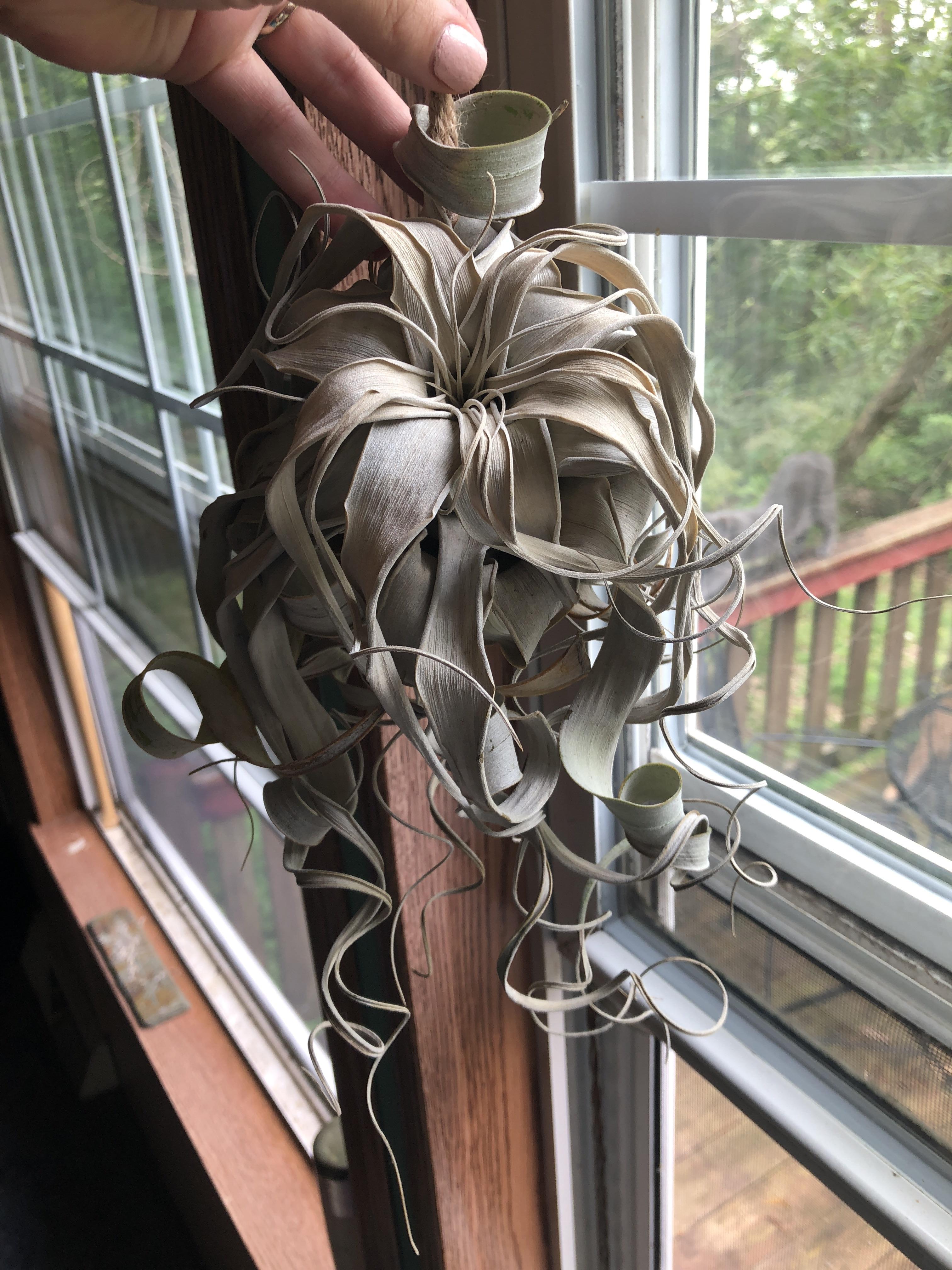 Hi! I am new to air plants, this is my xerographica, does it look dead