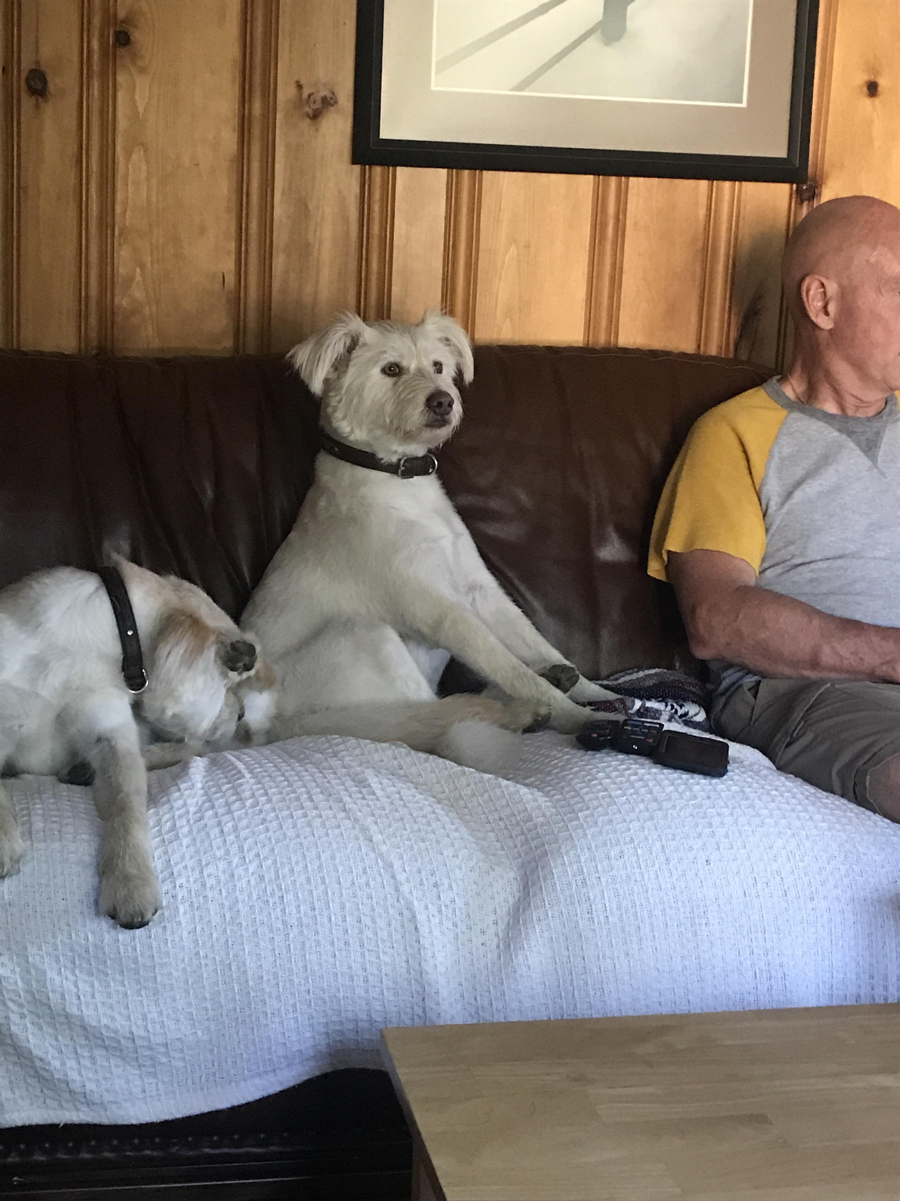How my dog watches tv with us r/mildlyinteresting