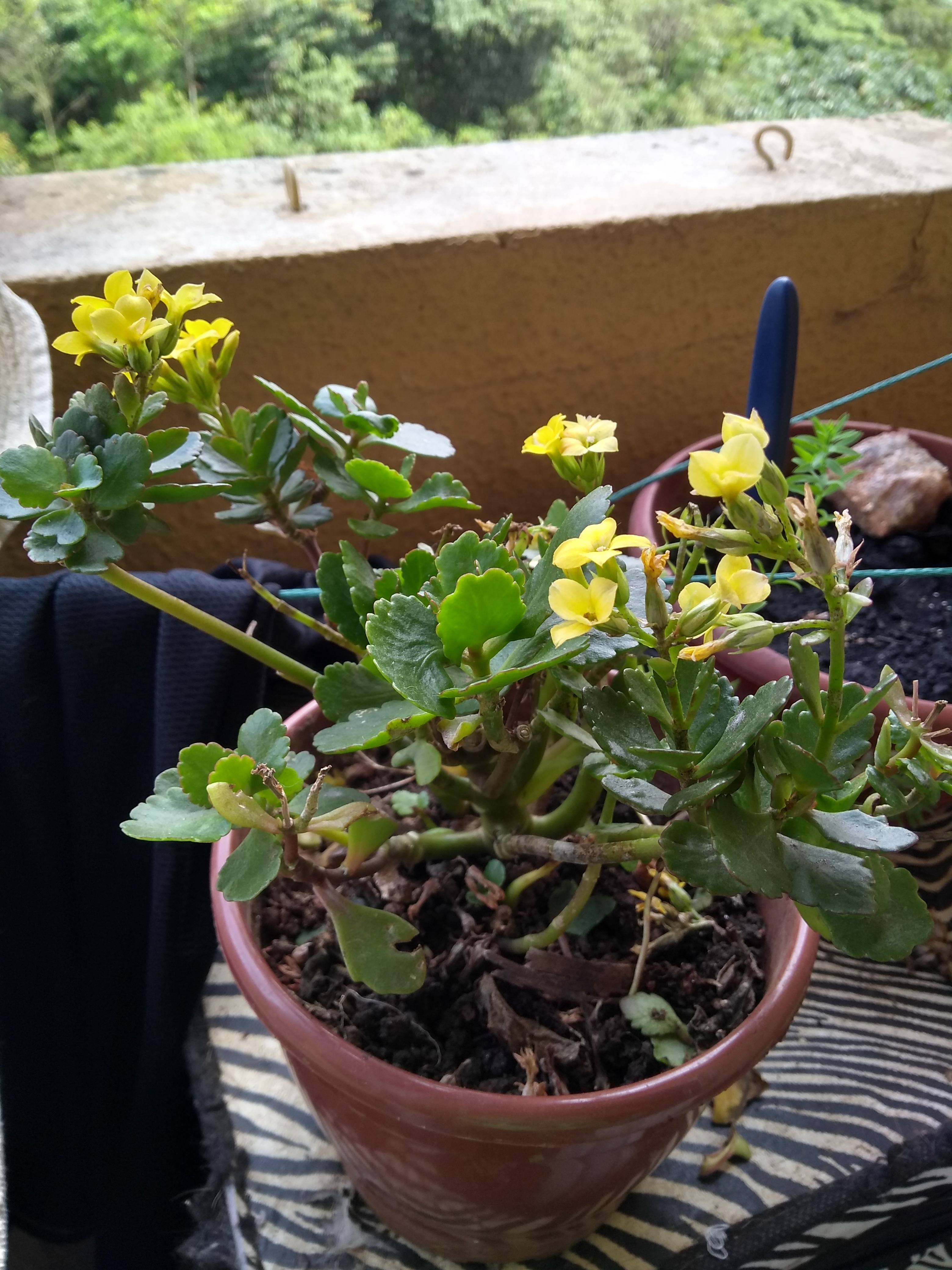 Help on reviving this dying florists kalanchoe? I clipped the brown