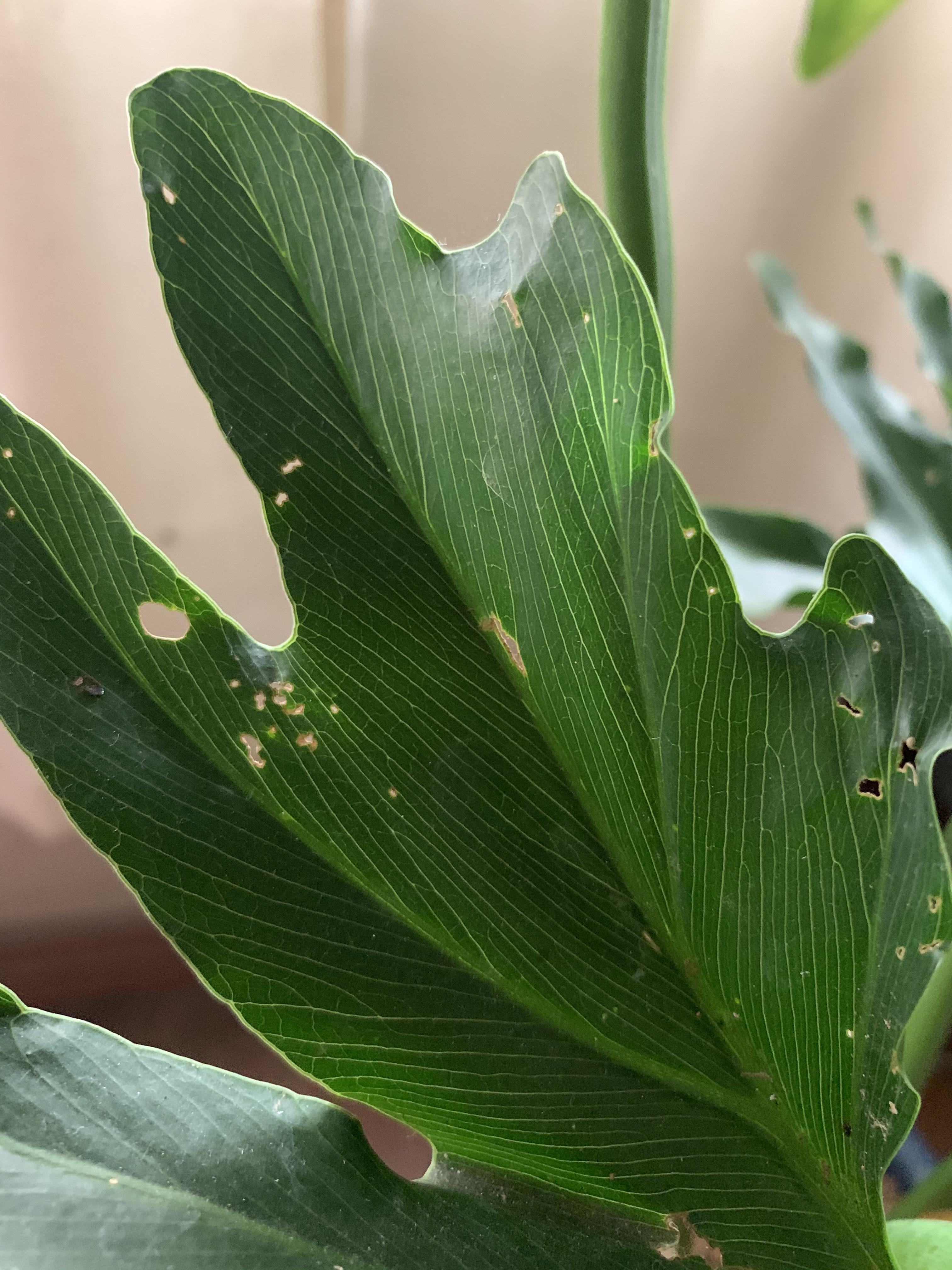 PEST CONTROL (1) What are some telltale signs that your plant is being