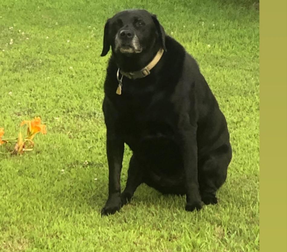 My coach's dog r/AbsoluteUnits
