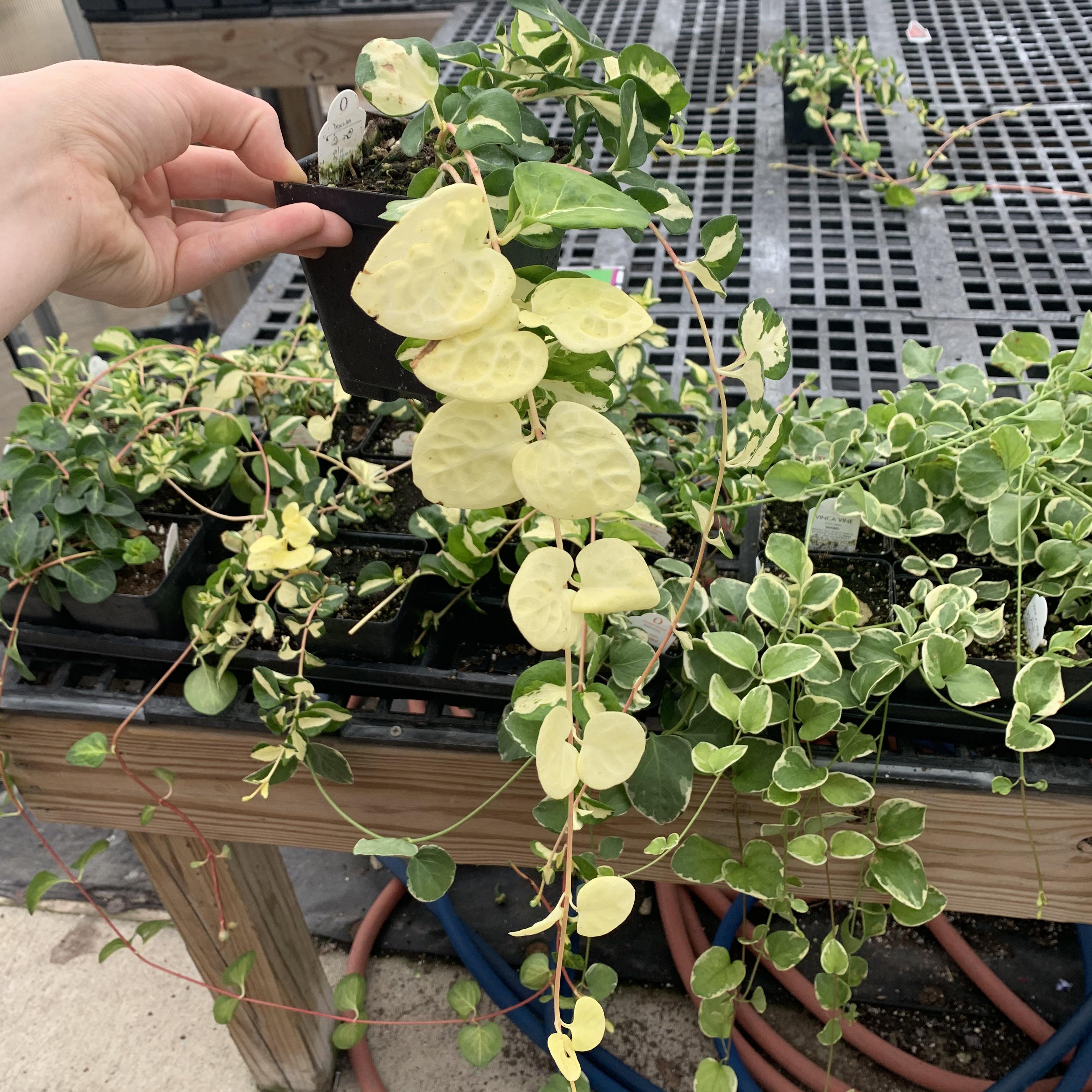 Vinca Vine 🤍 Wojo’s Jem. Gonna try growing it indoors. r/VariegatedPlants