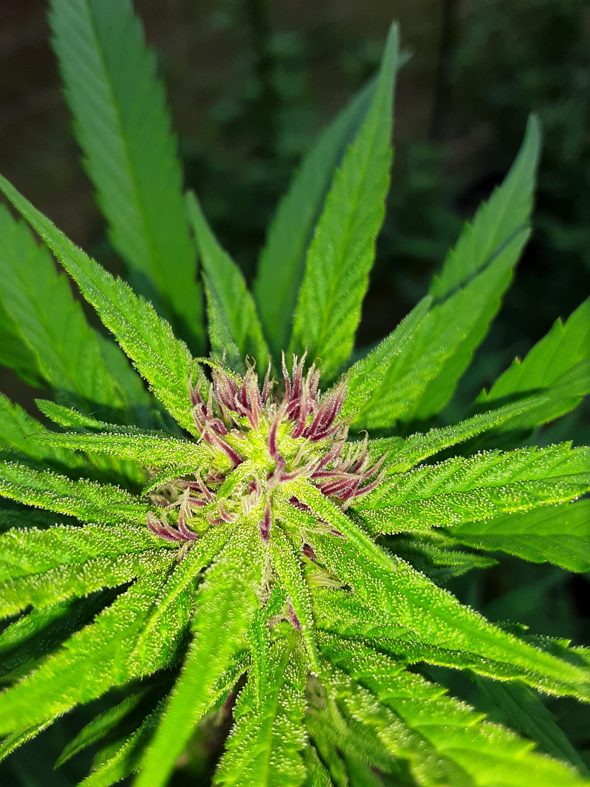 A local strain I got starting to show her colors! G13Jam M.O.B. r/weed