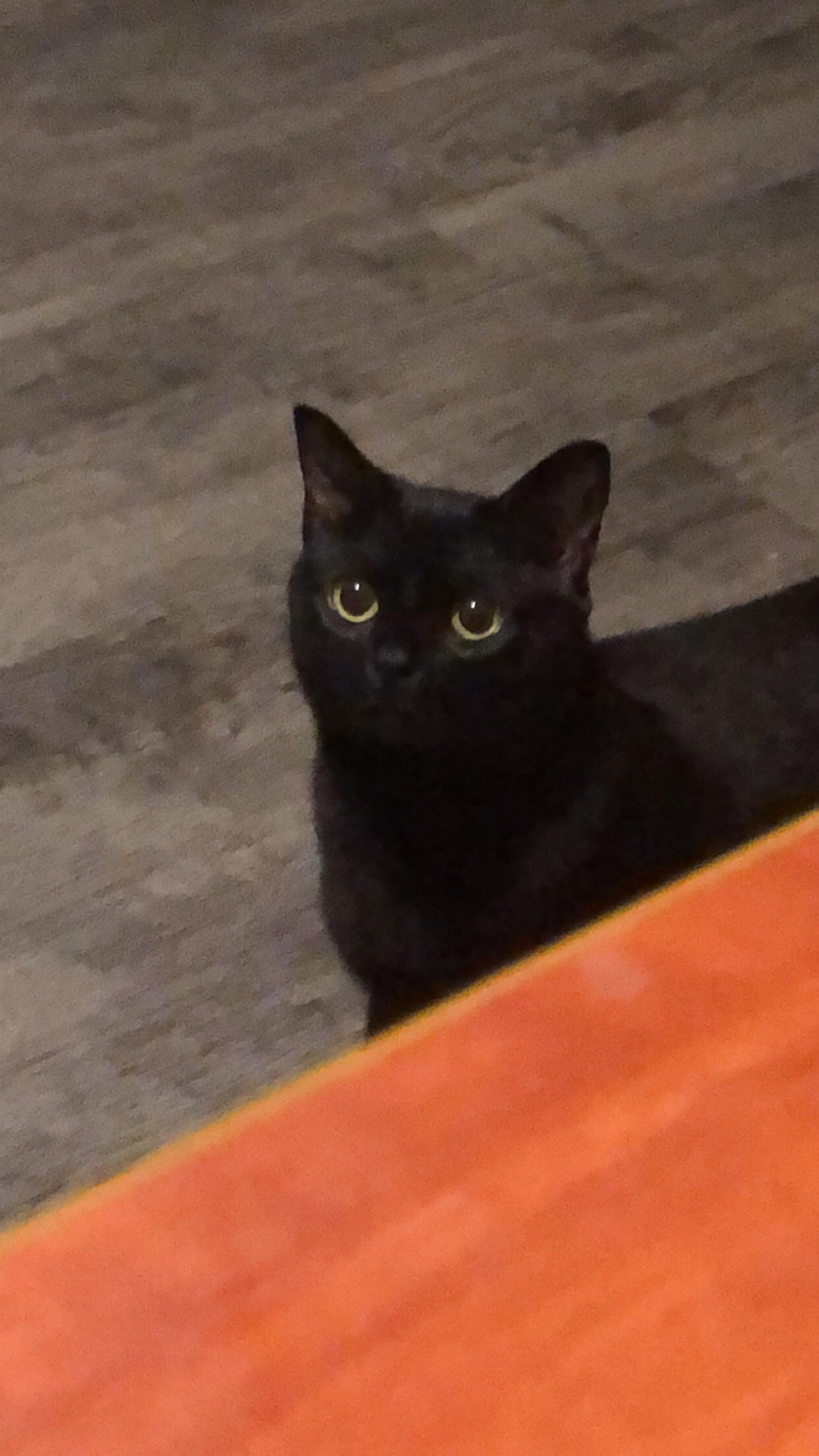 Never was a cat person but my roommates cat changed my mind. She stays