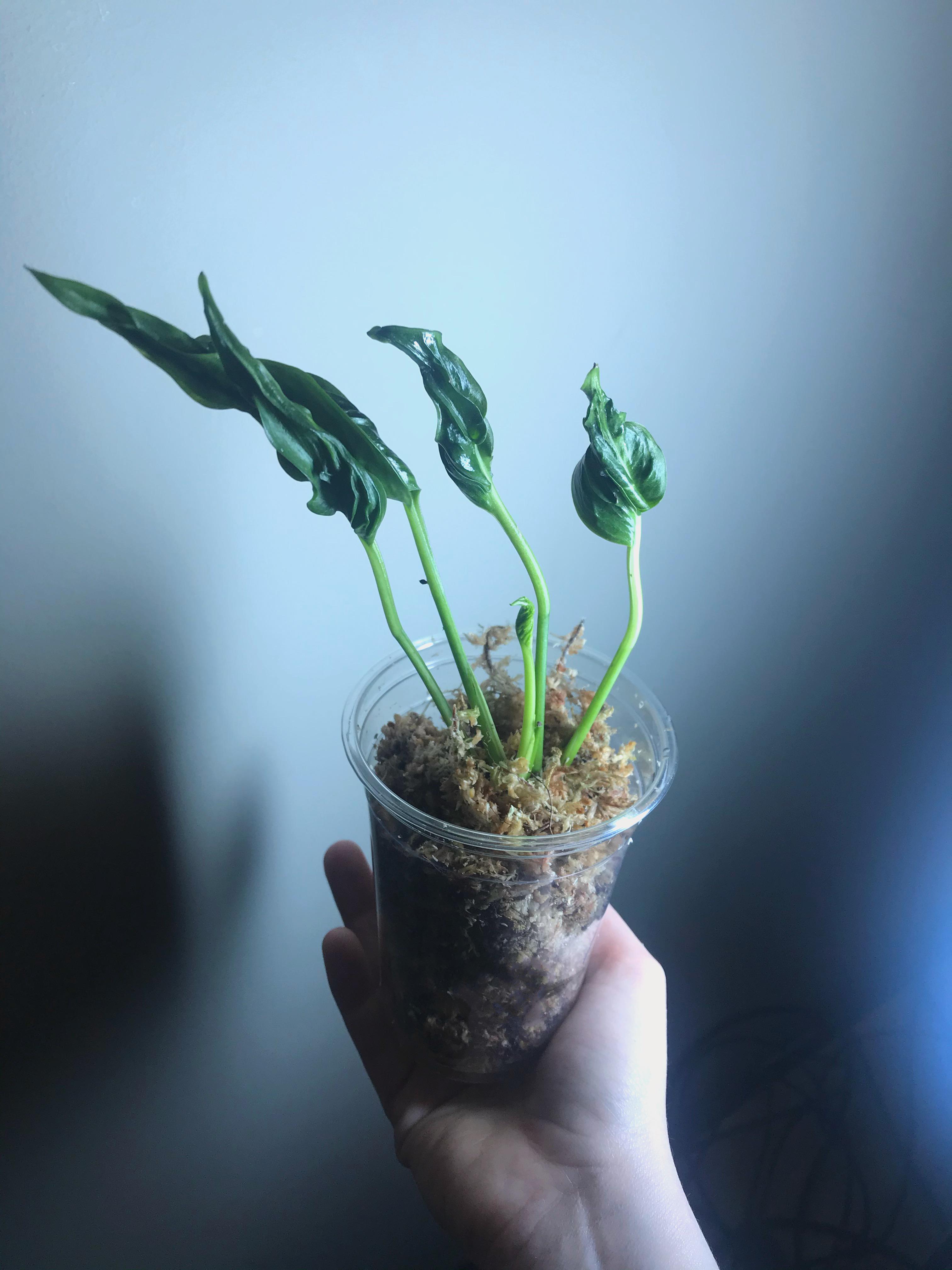 I officially levelled up with this crinkle spinach r/pothos