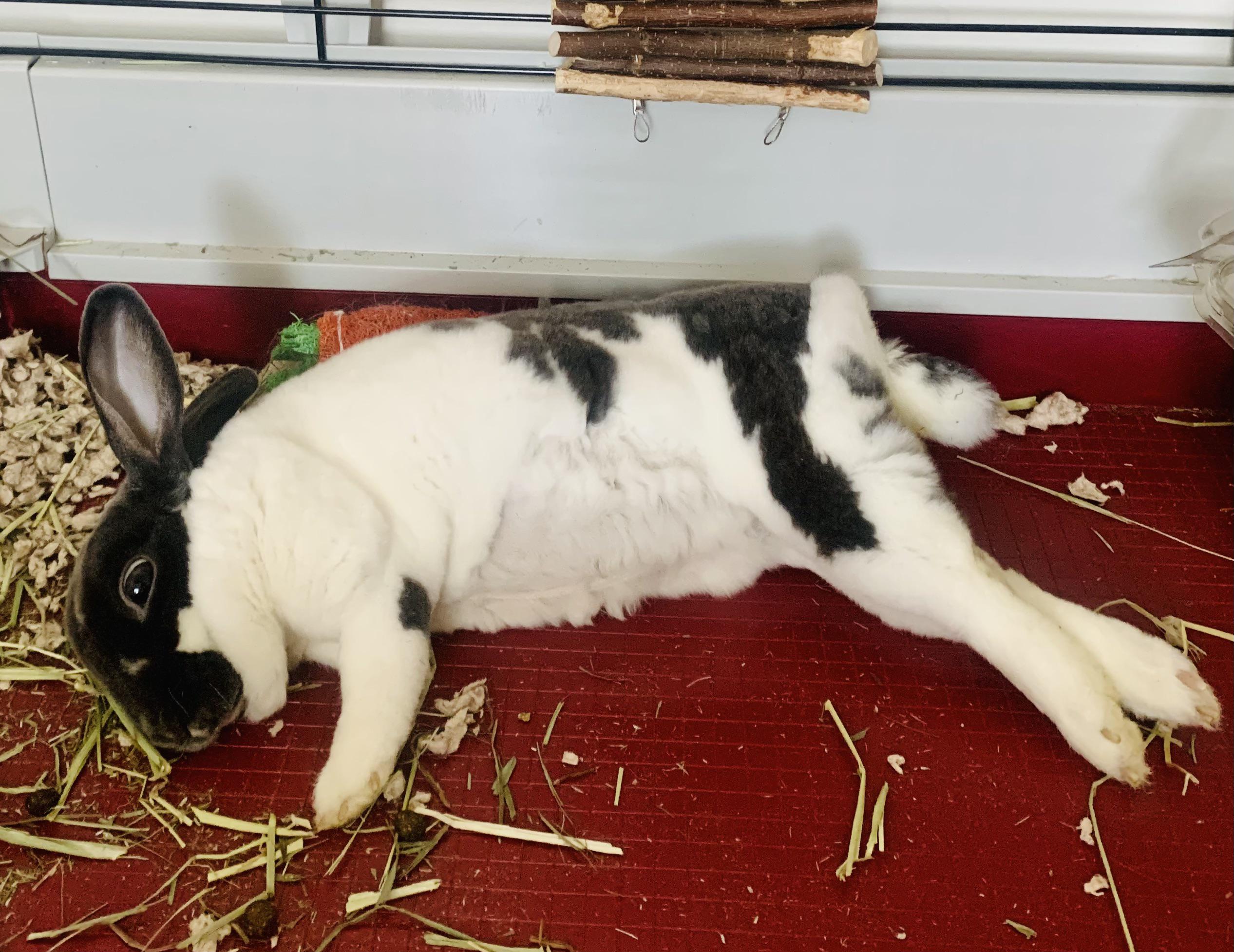 Mini Rex’s fur won’t grow back after spay… should I be concerned? (More