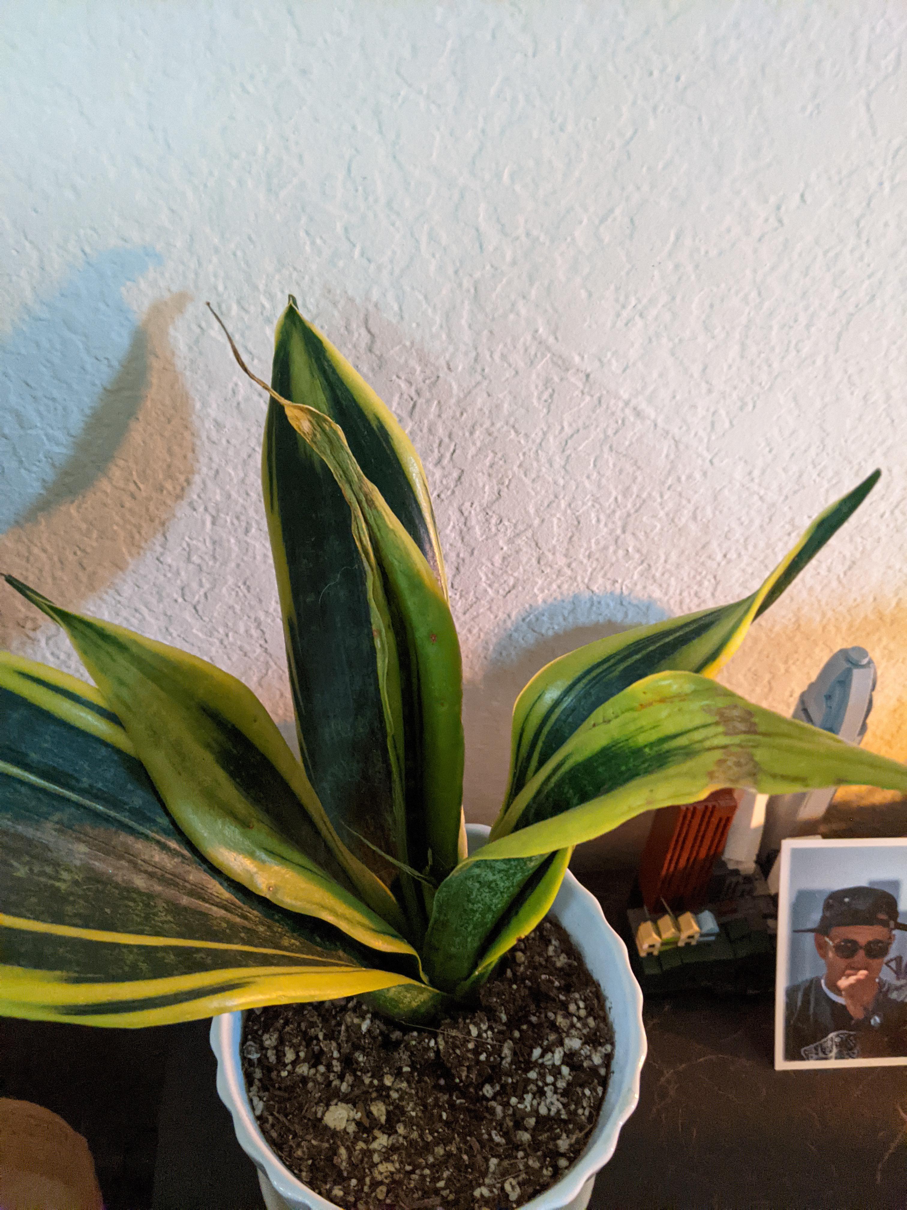 Why is my snake plant looking shrivelled/wrinkled? Please help! r