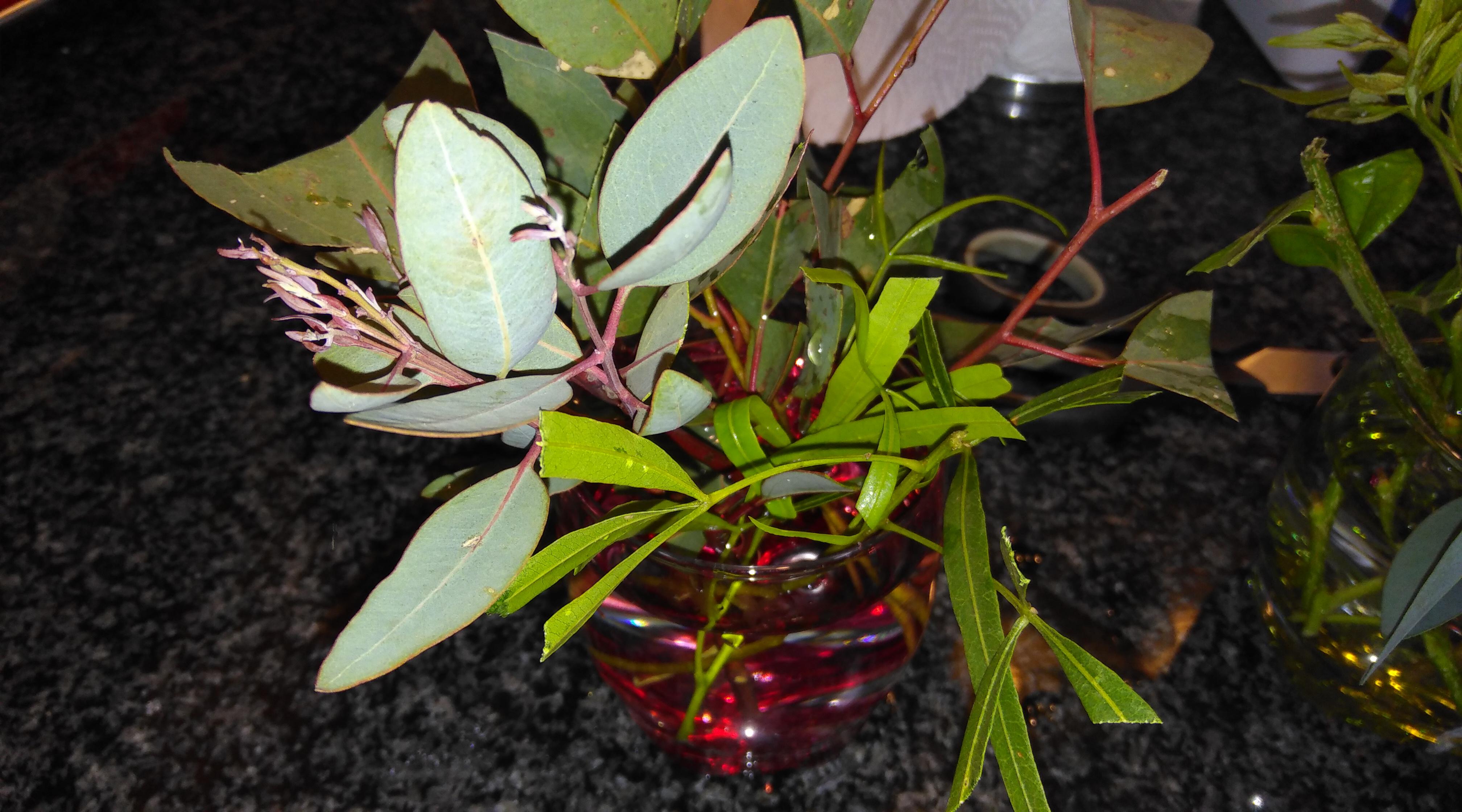 Eucalyptus Tree Cuttings! Took some cuttings from trees that might end