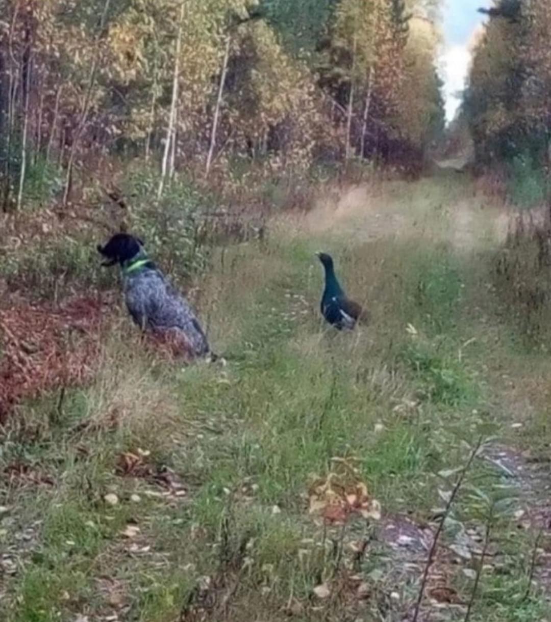 Hunting dog for sale r/funny