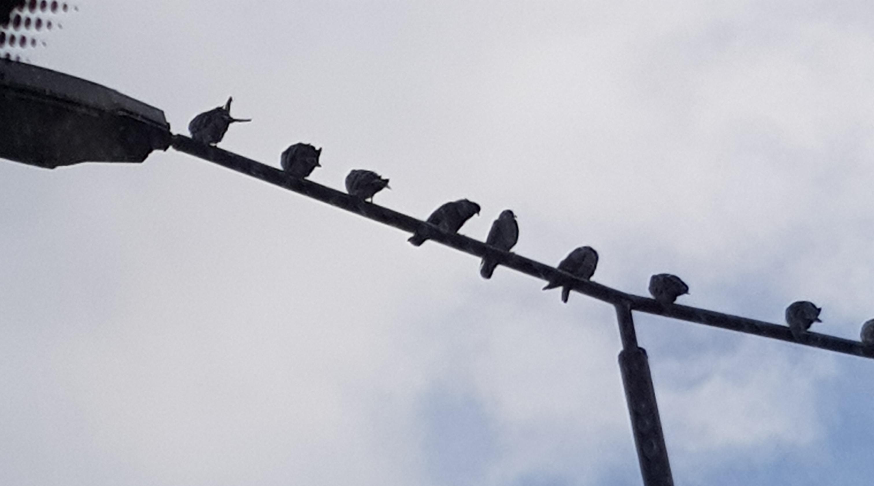 new models of birds installed with wireless charging r/BirdsArentReal