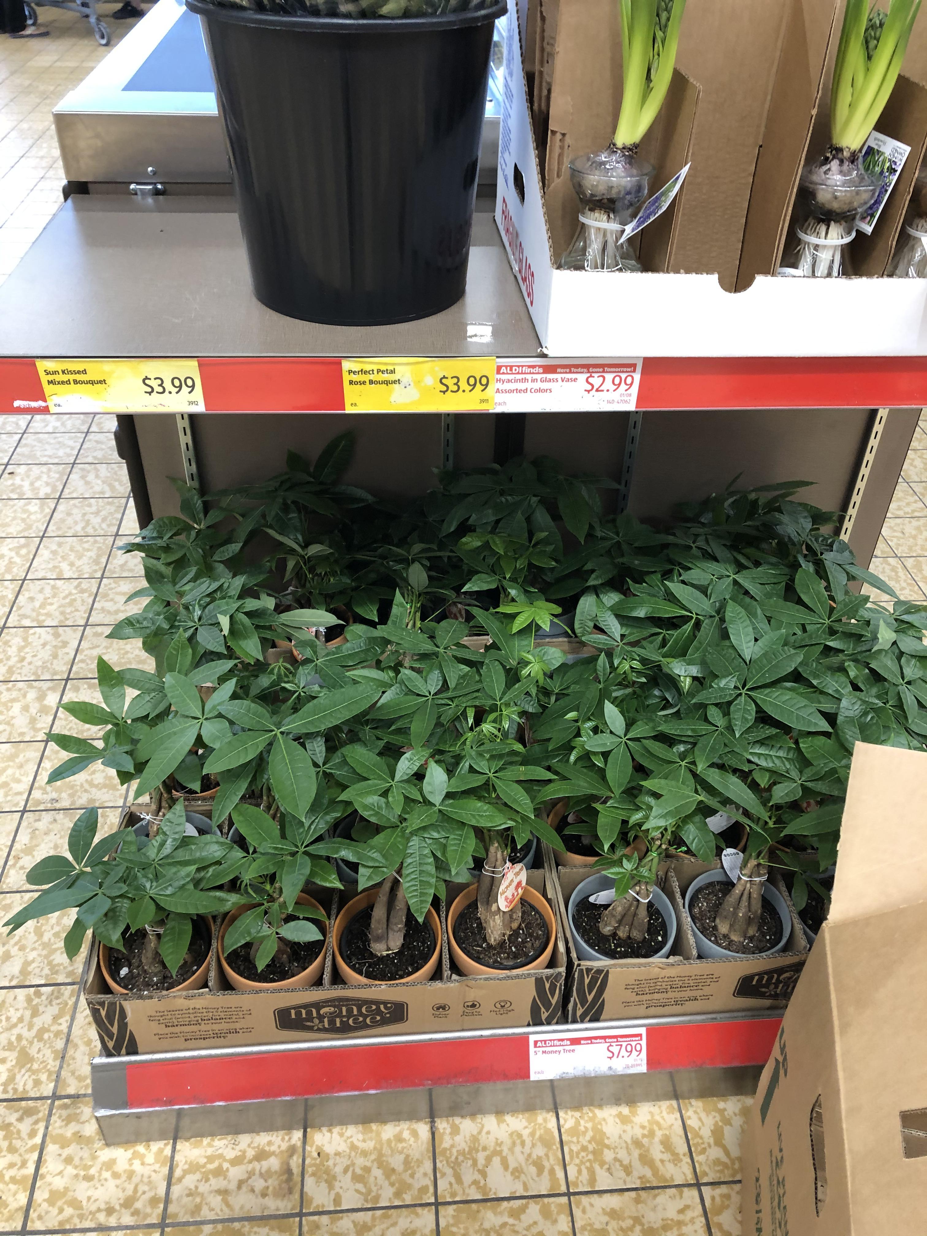 Just put out some money trees at Aldi ! r/houseplants