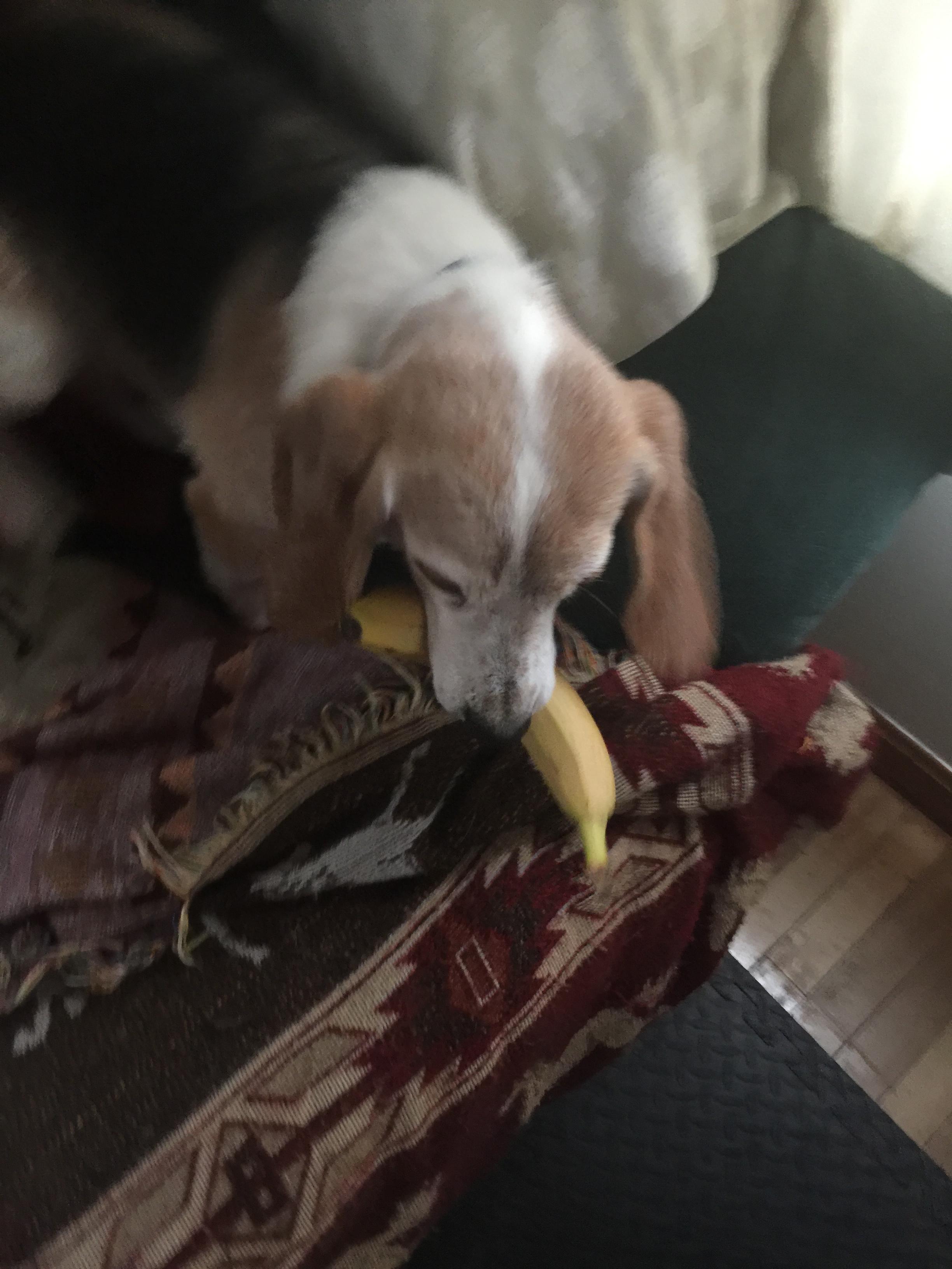 Is Banana Good For Beagles