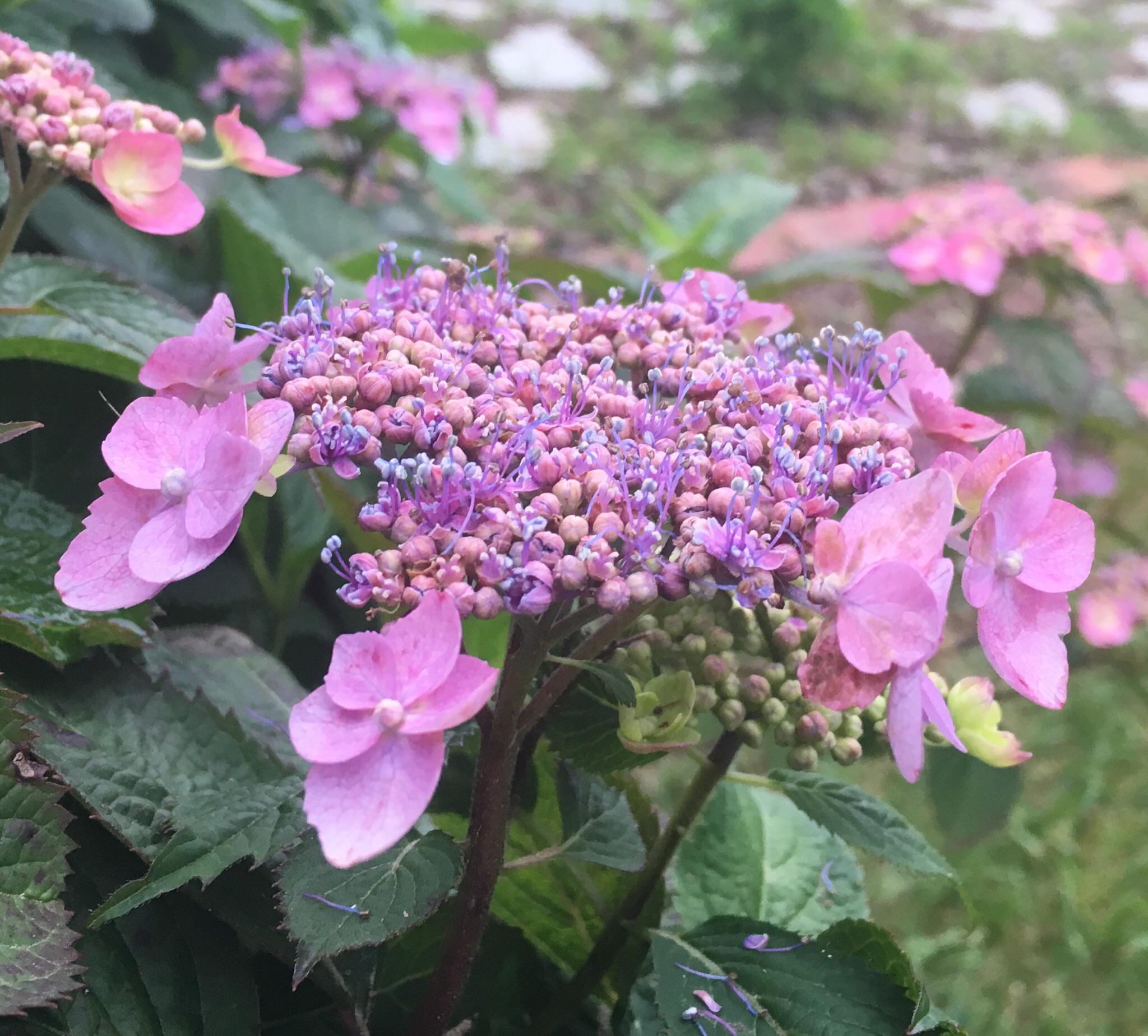 This lace cap hydrangea is one of my favorite plants in the garden! r