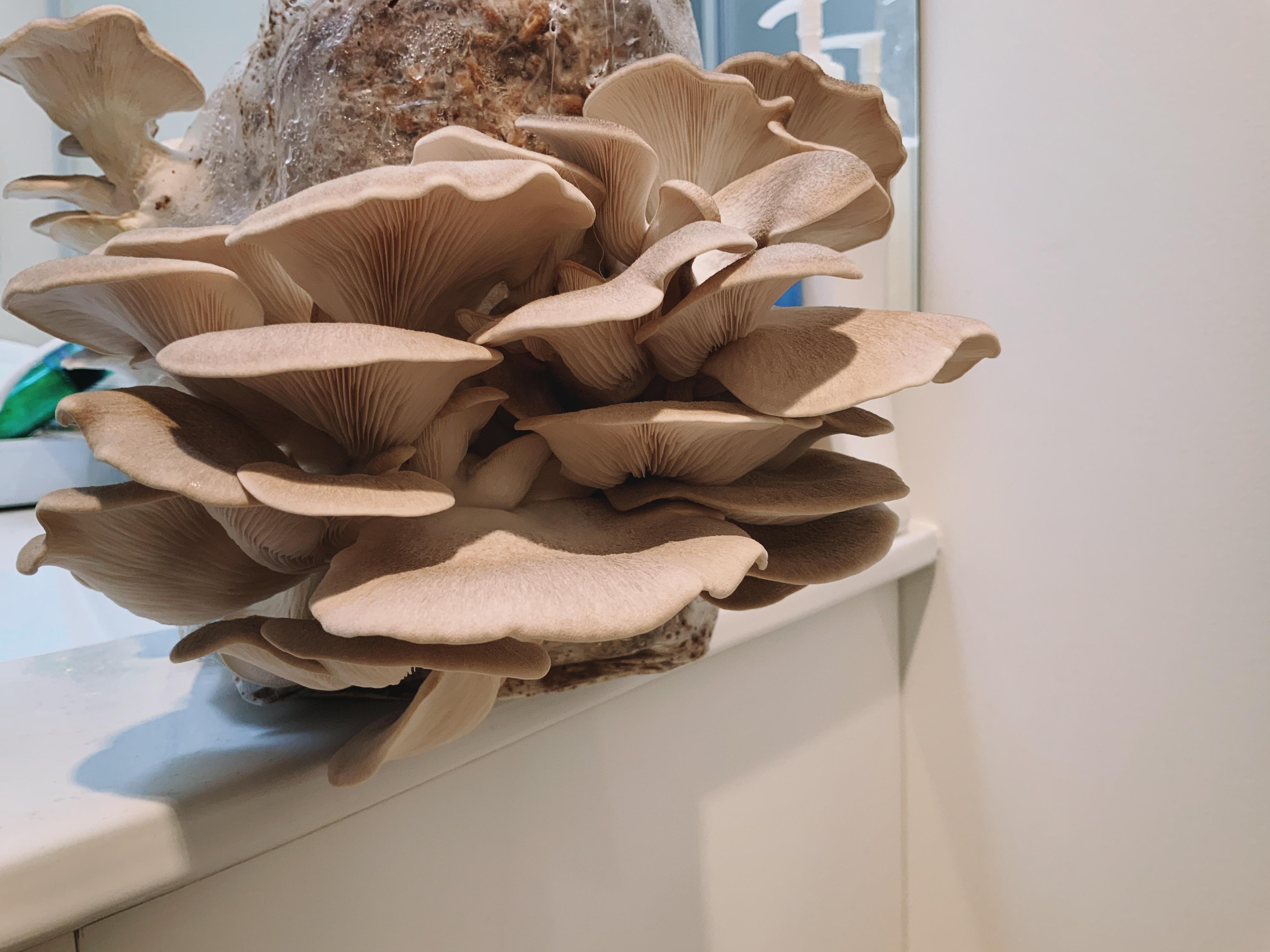 The first flush of these Pleurotus parsonsiae oyster mushrooms