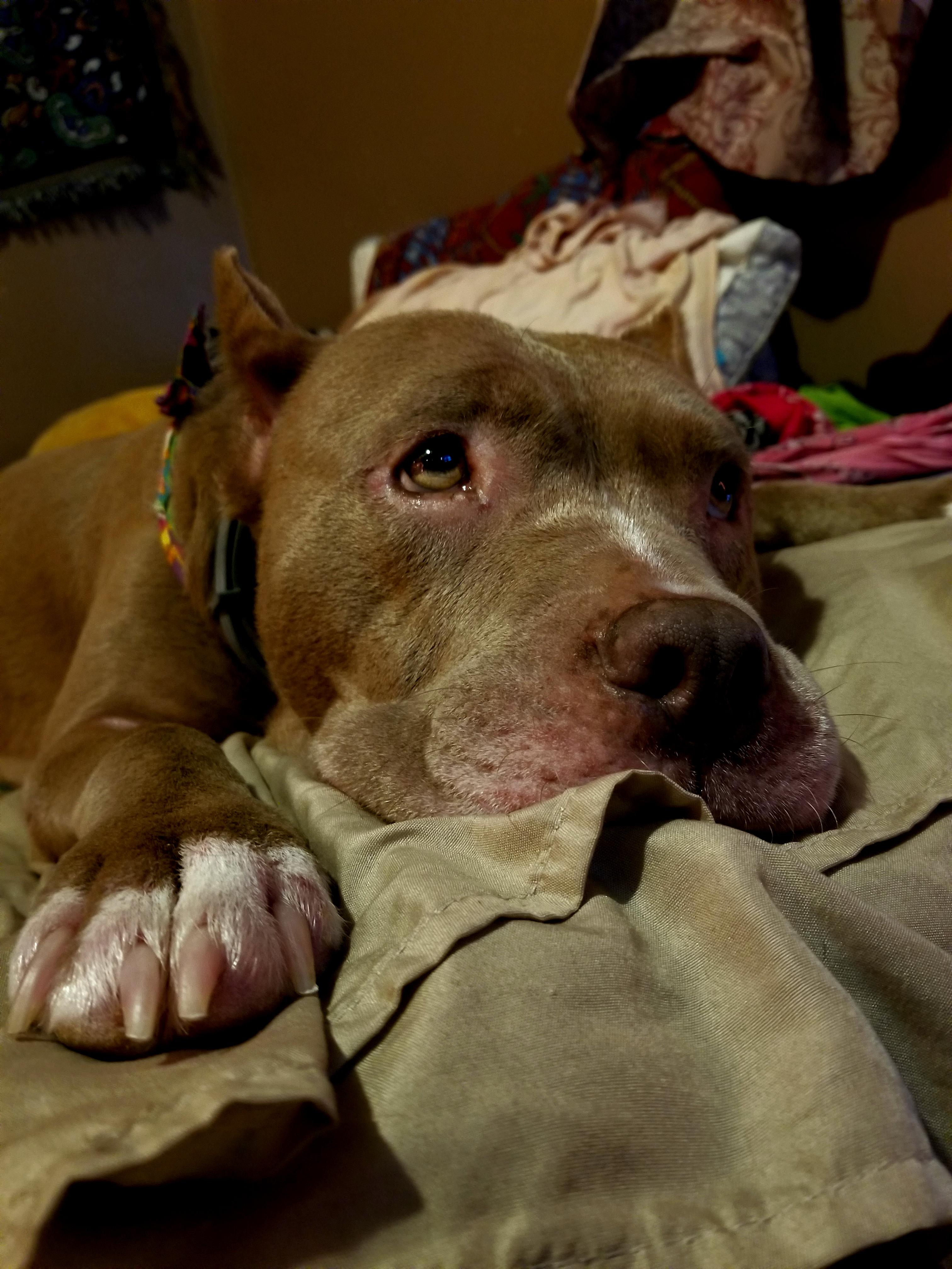 Can My Dog Die From Ear Infection