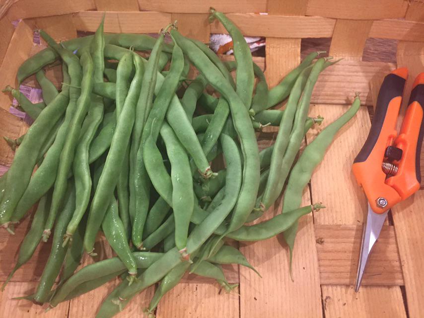 Kentucky Wonder Green Beans r/vegetablegardening