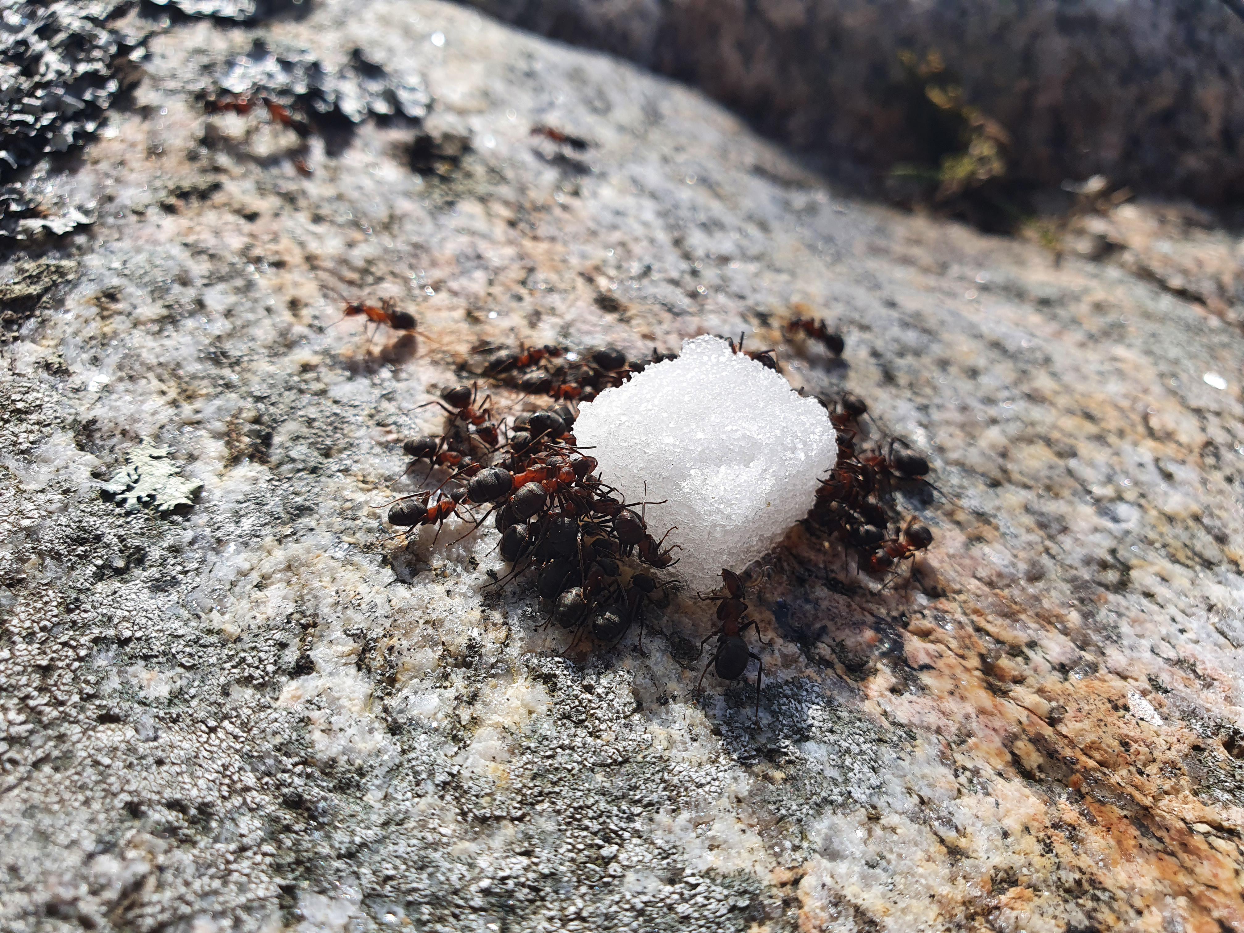 Can Dogs Eat Sugar Cubes? Pet Guide Reviews