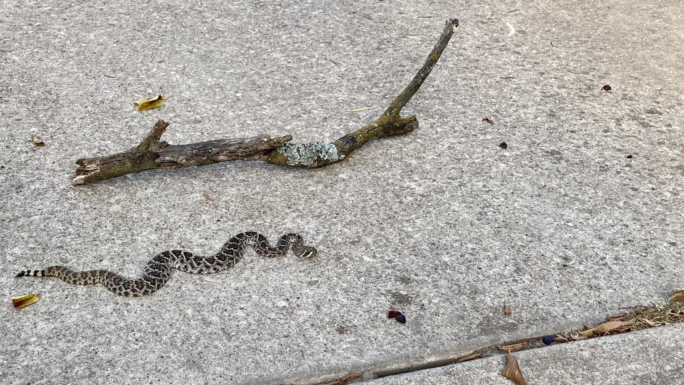 [Central Texas, U.S.] bull snake? western diamondback rattler without a