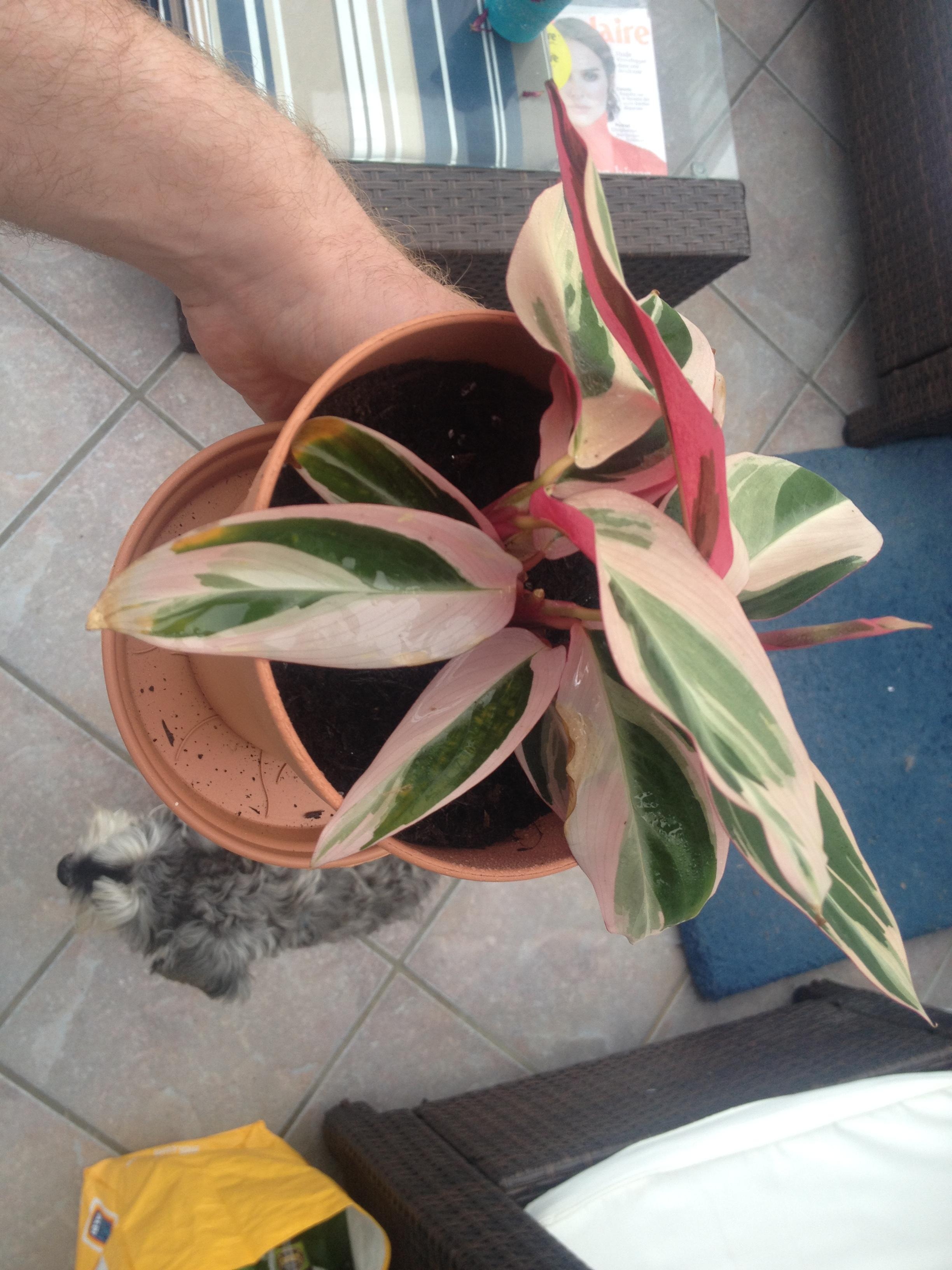 Calathea leaves turning brown plantclinic