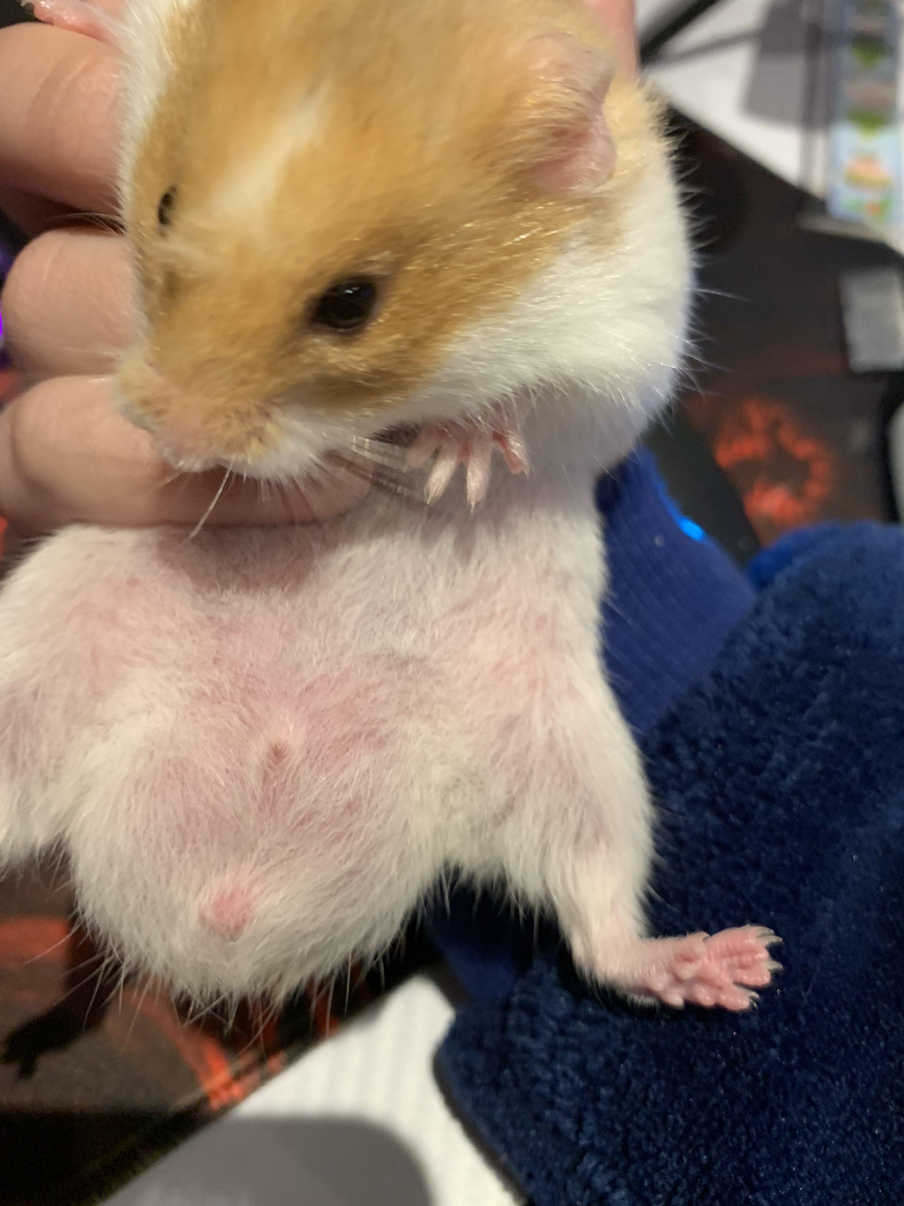 My hamster has a lump on his anus. r/hamstercare