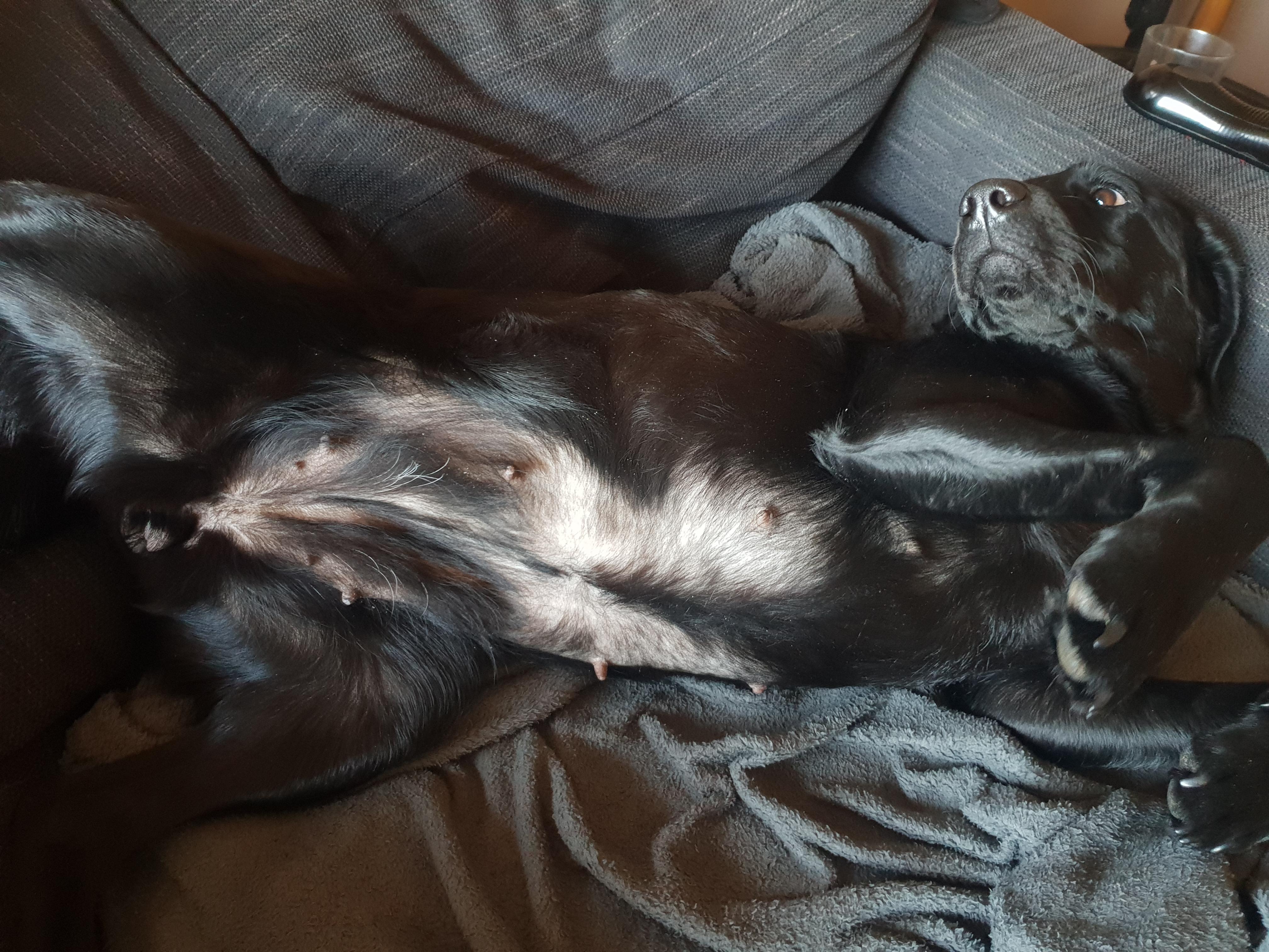 Excessive hair loss, or regular moulting?! Please help advise 🤔 Blacklabs