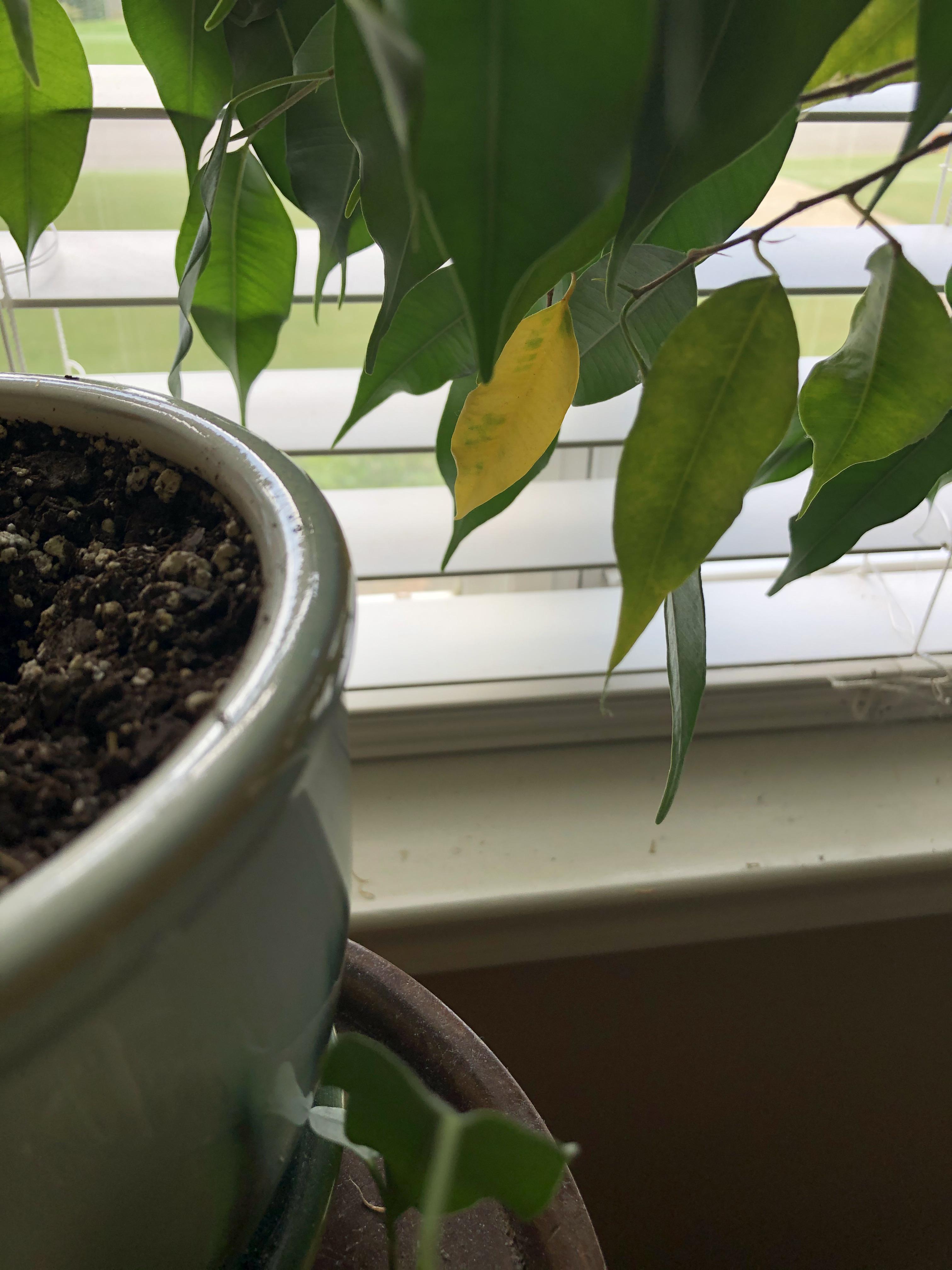 Focus leaves turning yellow. I normally water once a week. Is it overwatered? A good amount of