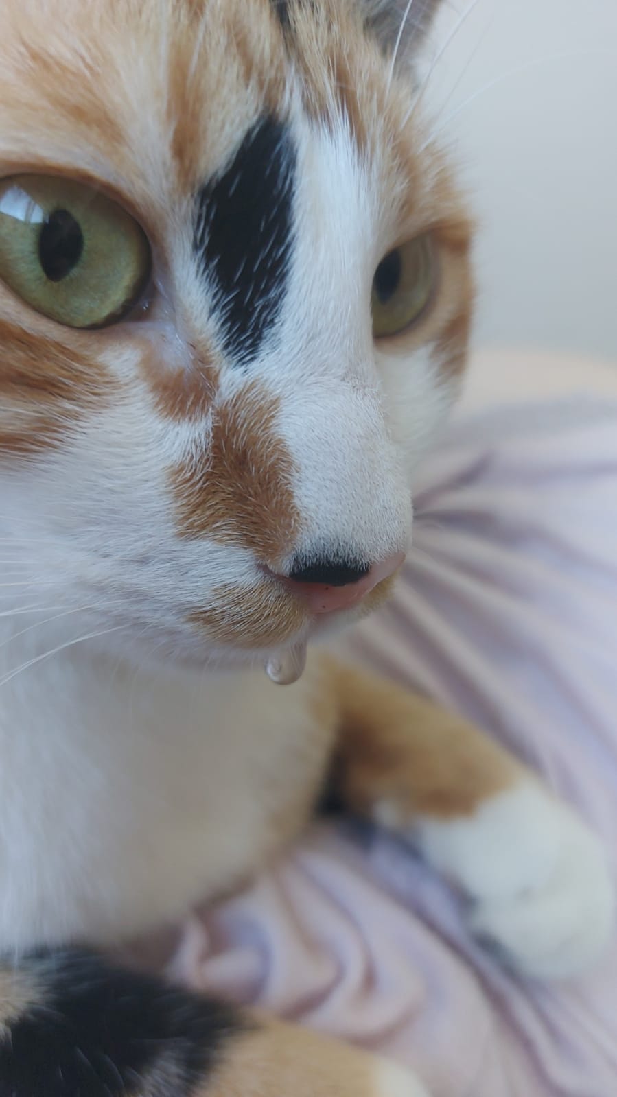 Does anyone know why my cats nose may be runny? It's not constant or