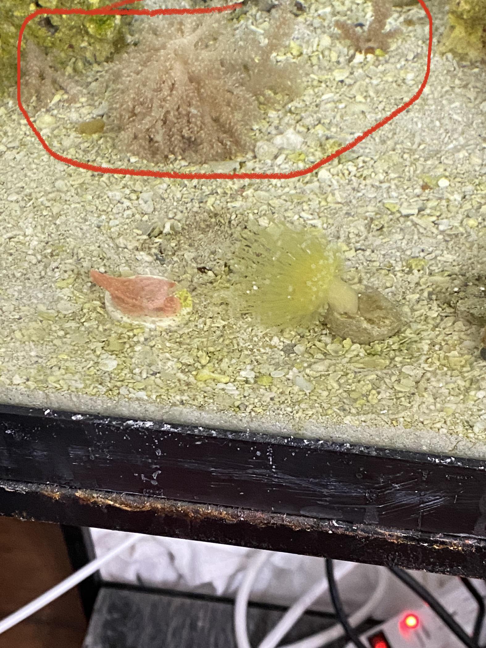 Is my Kenya tree dying ? Why branches falling ? r/ReefTank