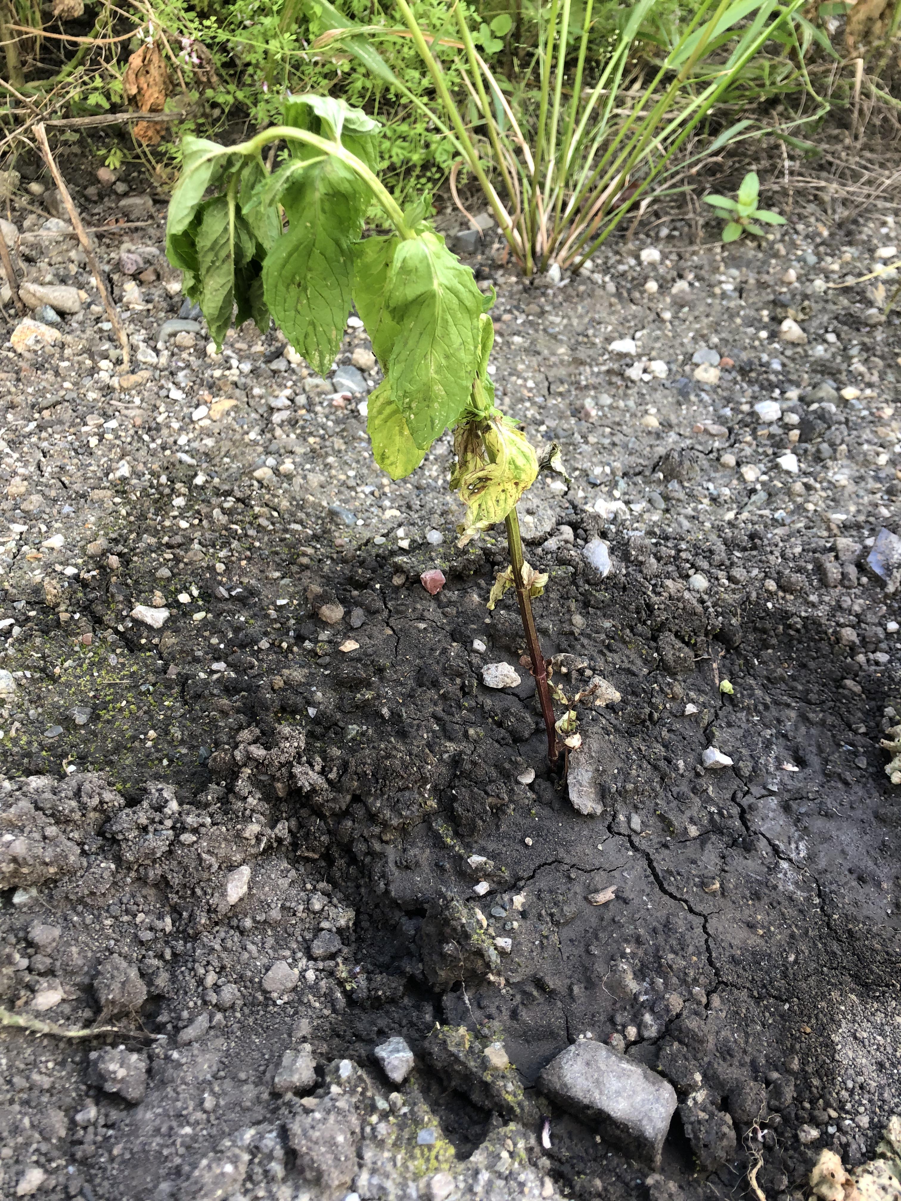 Does anyone know why mint plant is dying? I moved it a week ago from a