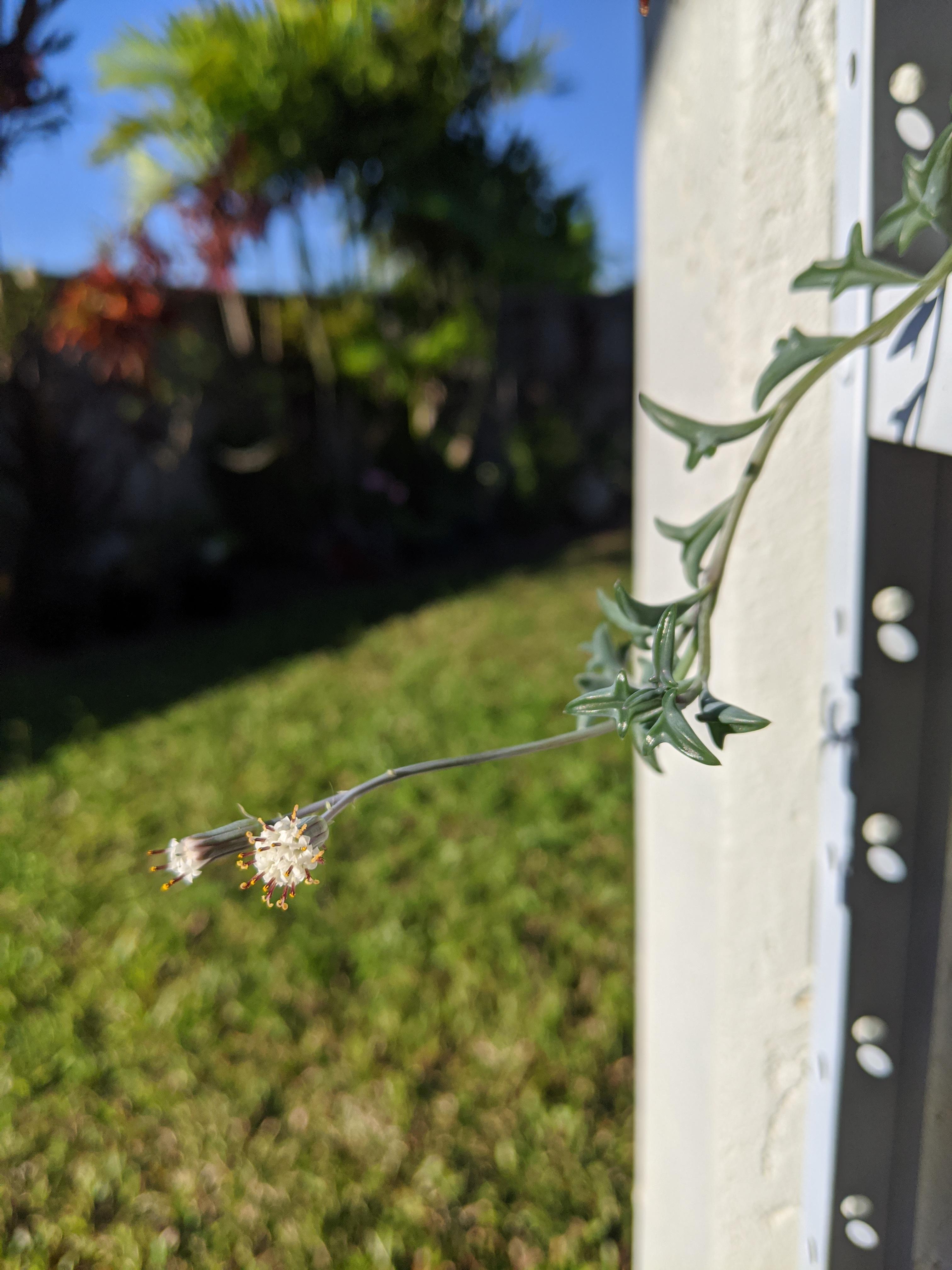 My string of dolphins is blooming 🌼 r/StringofPlants