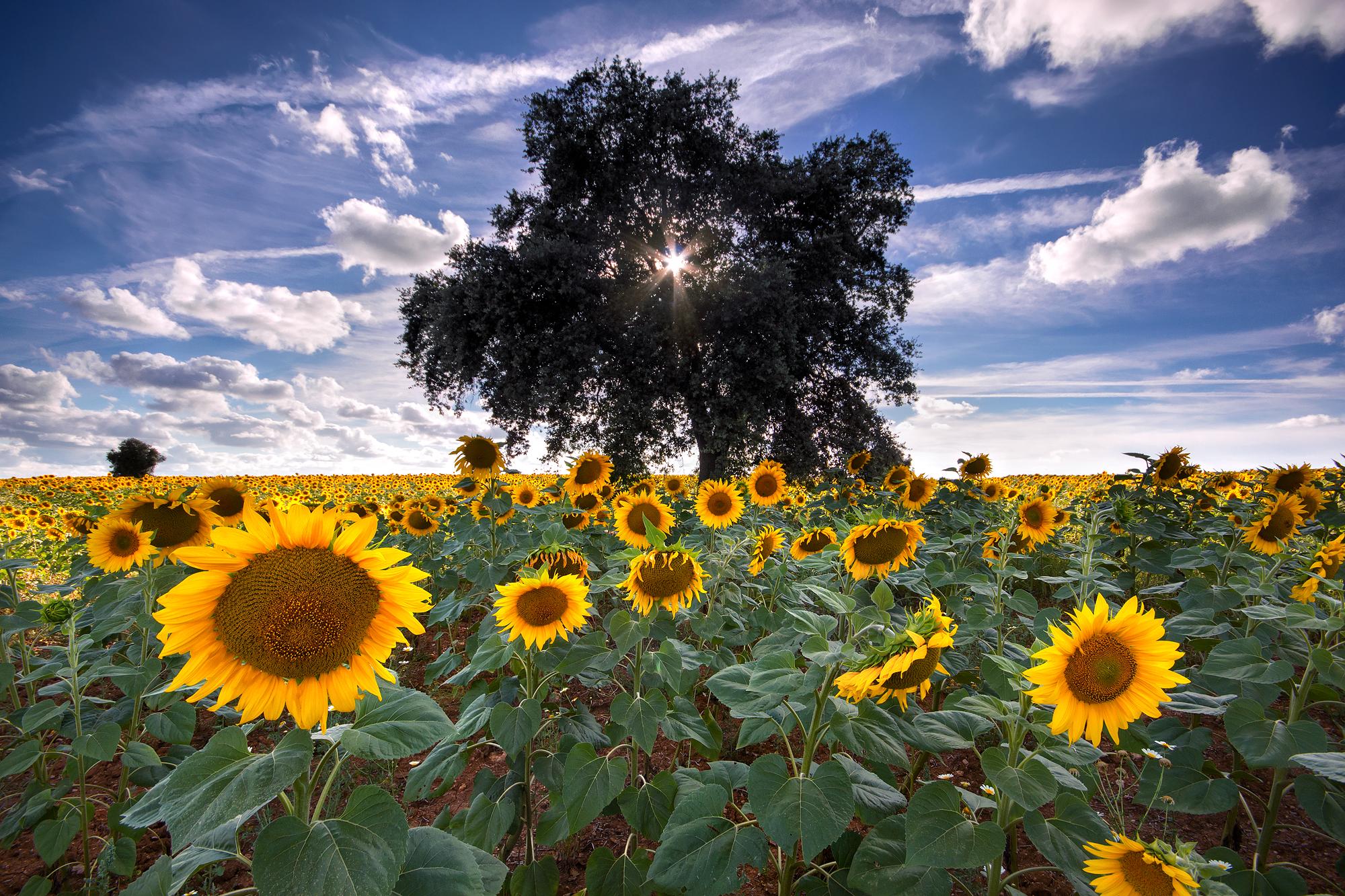I found the kingdom of sunflowers in the South of Portugal! [OC
