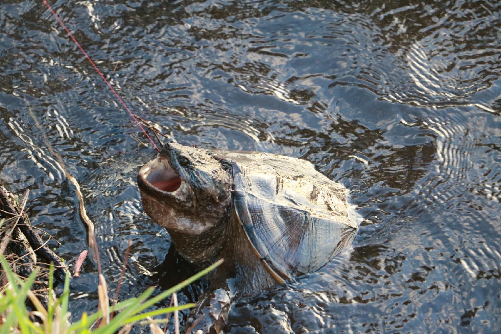 [FW] Teaching my son to catfish in Florida... r/Fishing