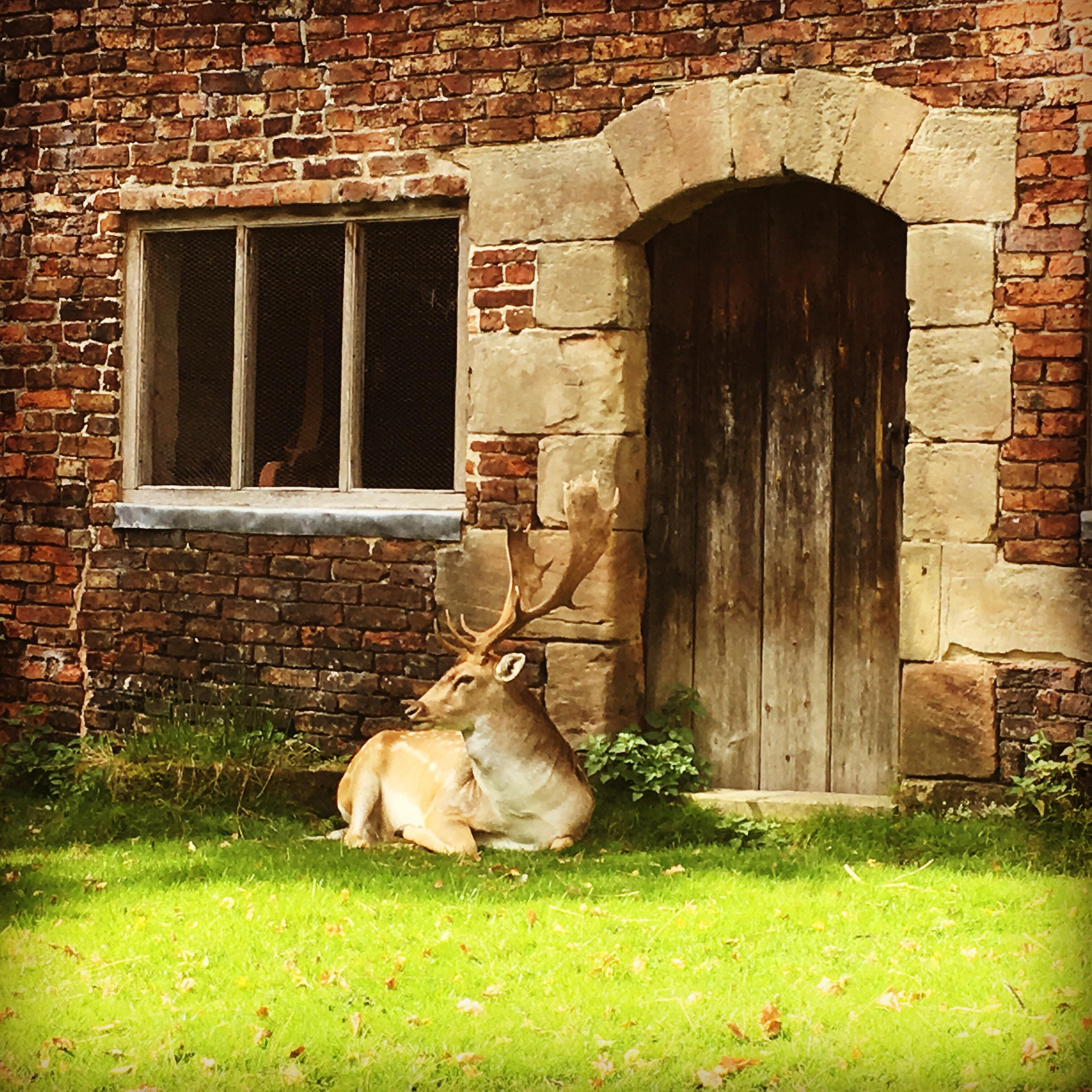 Deer, Dunham Massey, England r/pics
