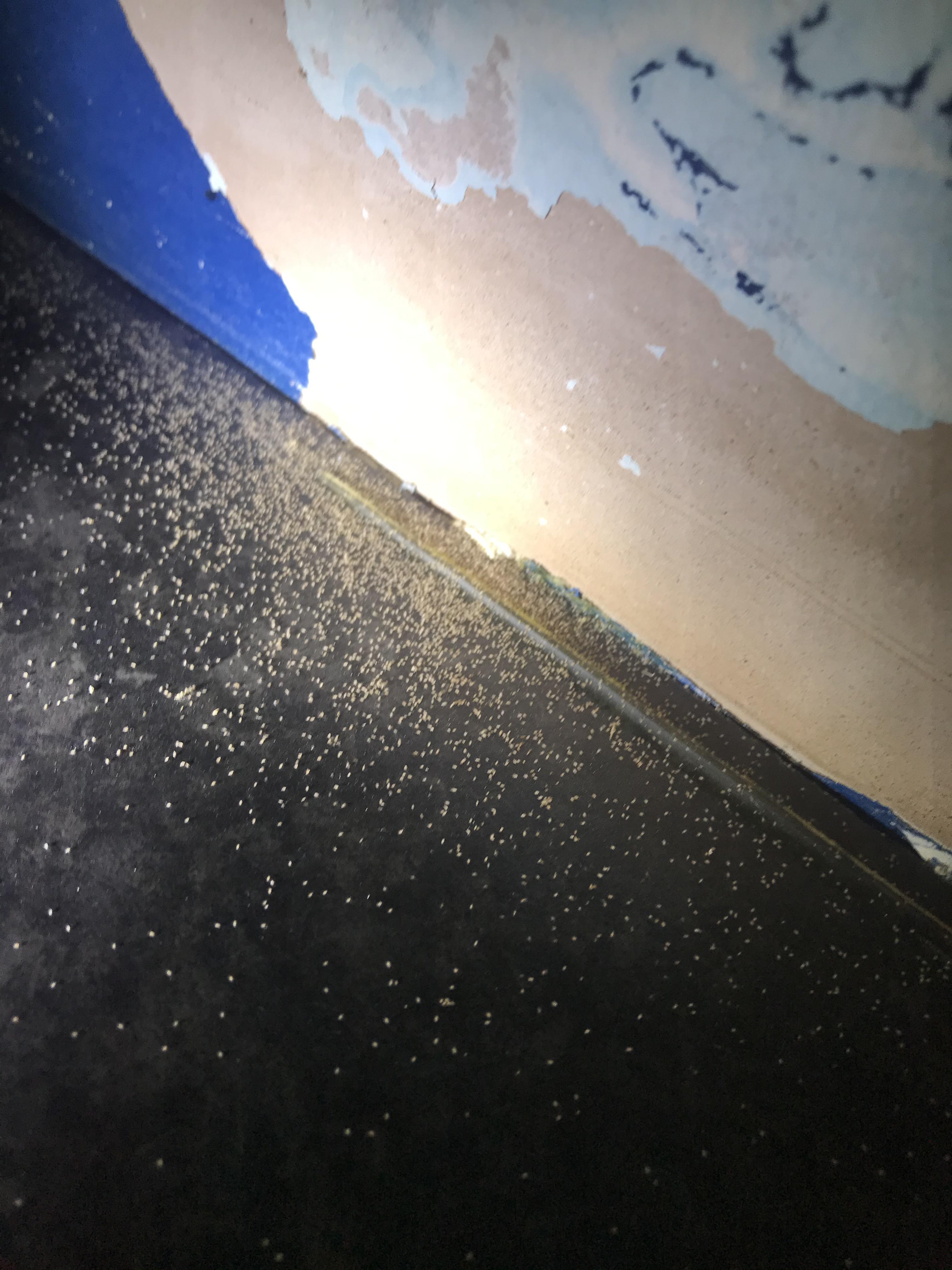 Any idea what these little mites could be? Thought they were grain