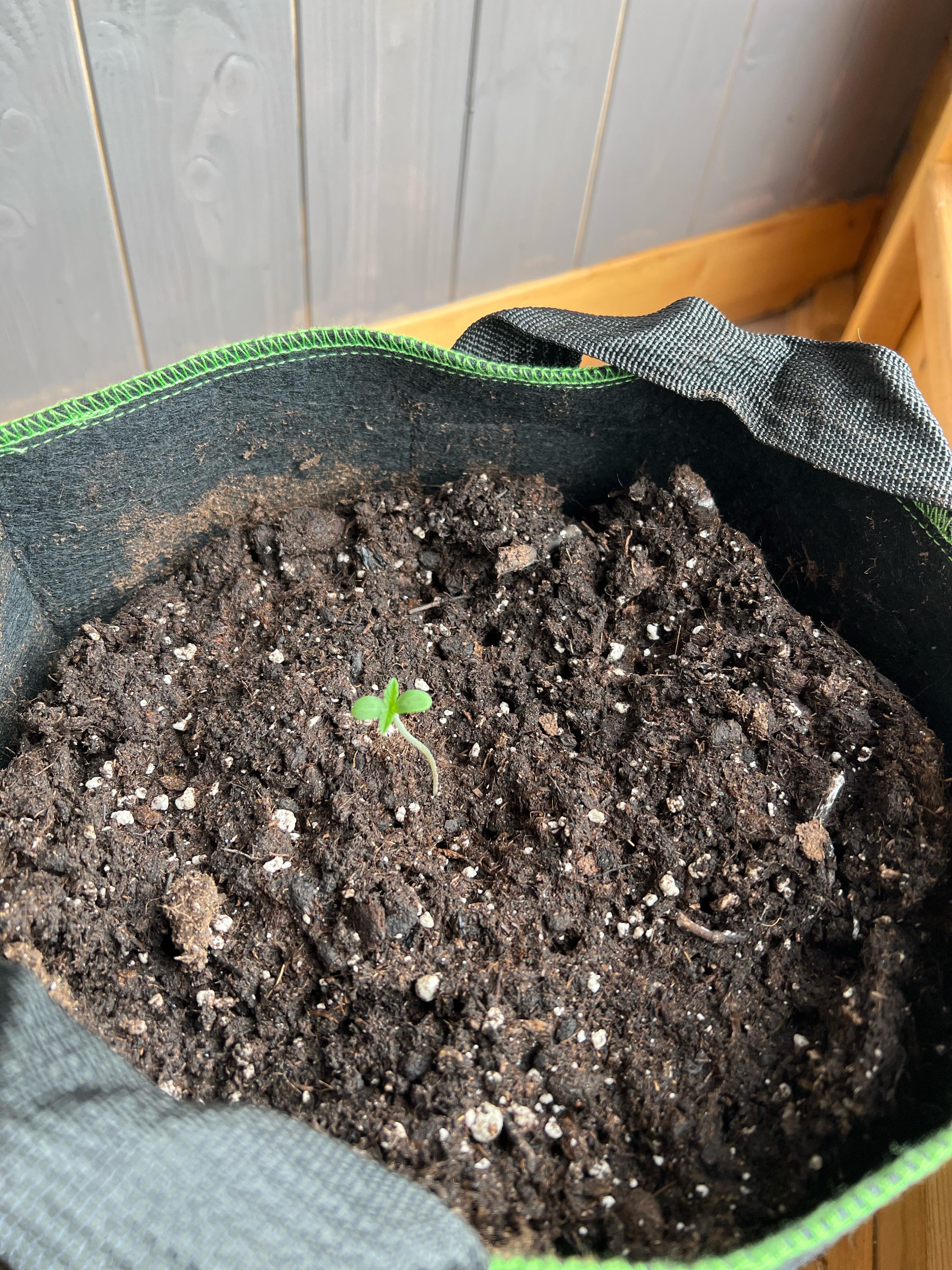 Day 4 since she broke soil, i think it’s time for her to go outside