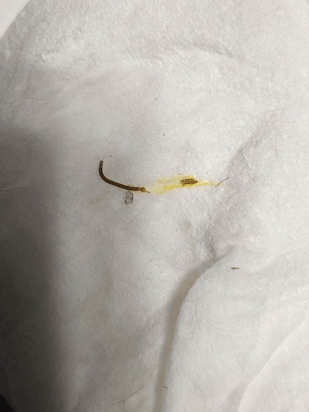 I found this worm in my bathroom. Is it a parasite?? r/Entomology