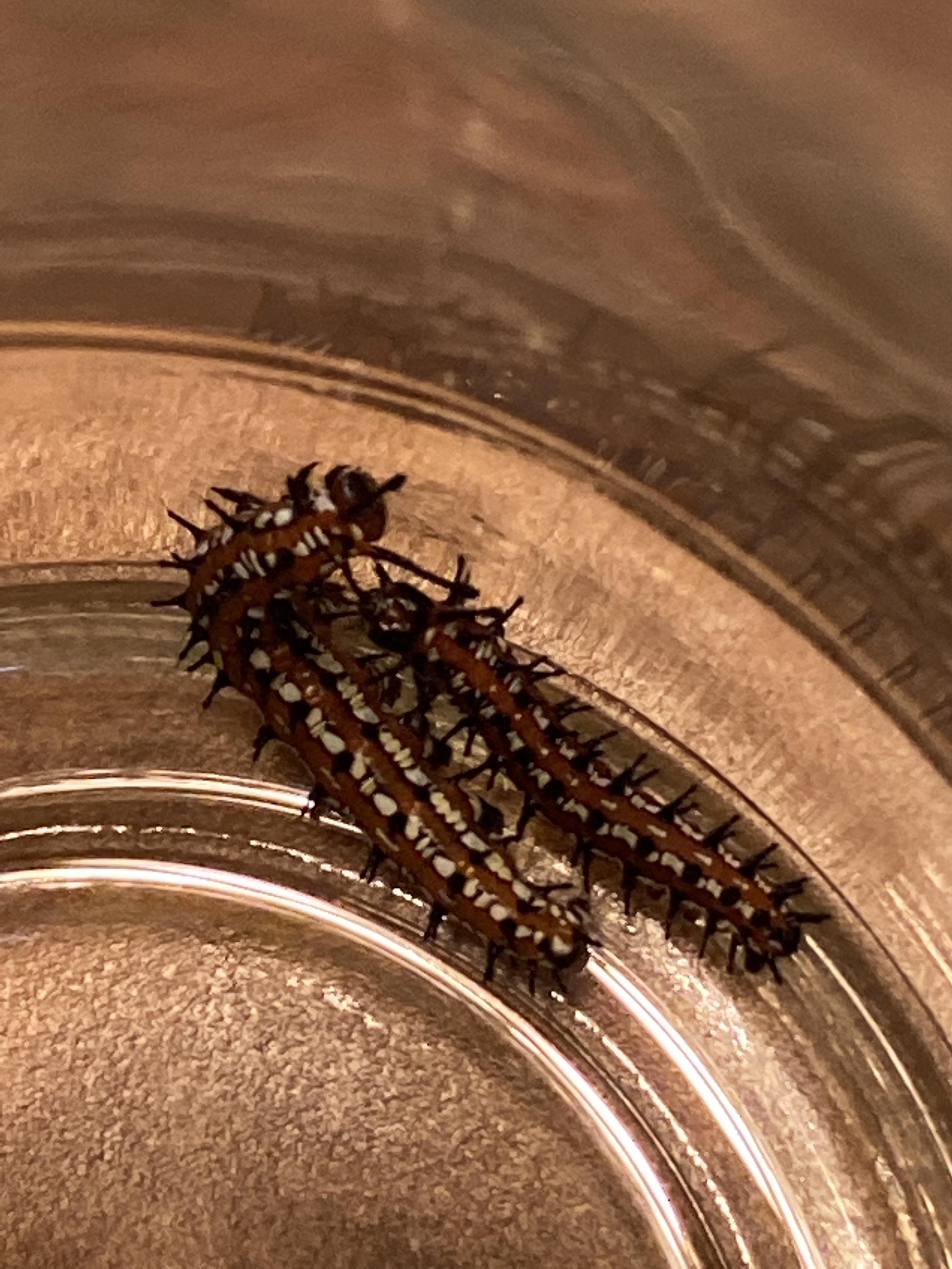 These little guys are eating my violas. What kind of caterpillar are