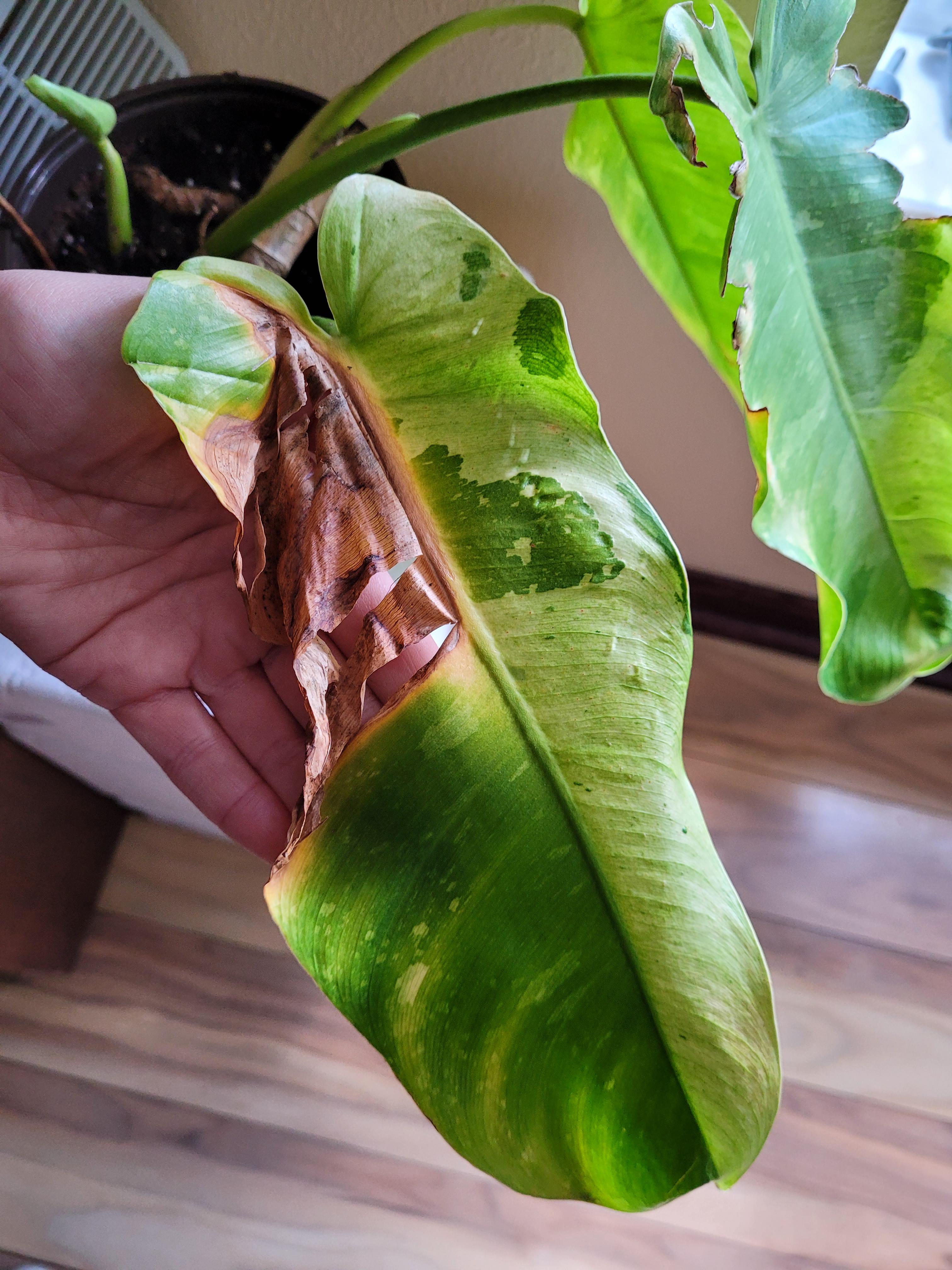 The bottom leaf of a philodendron cutting. Should I cut off the entire