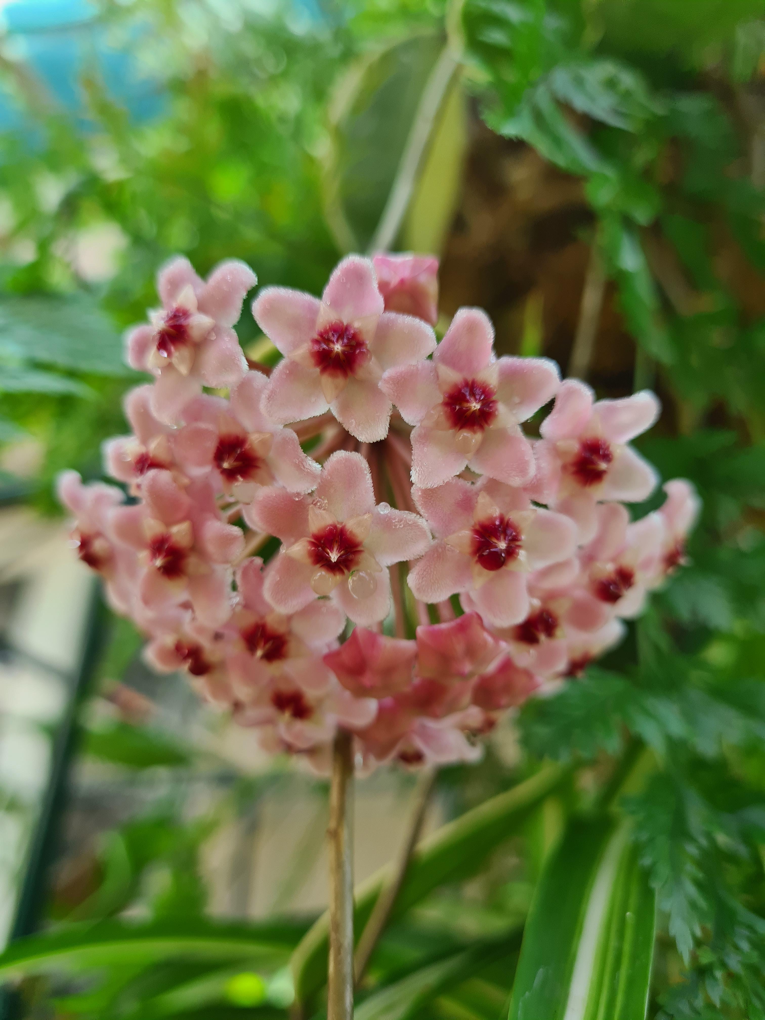 My hoya flowers just opened and they smell like CHOCOLATE! r/houseplants