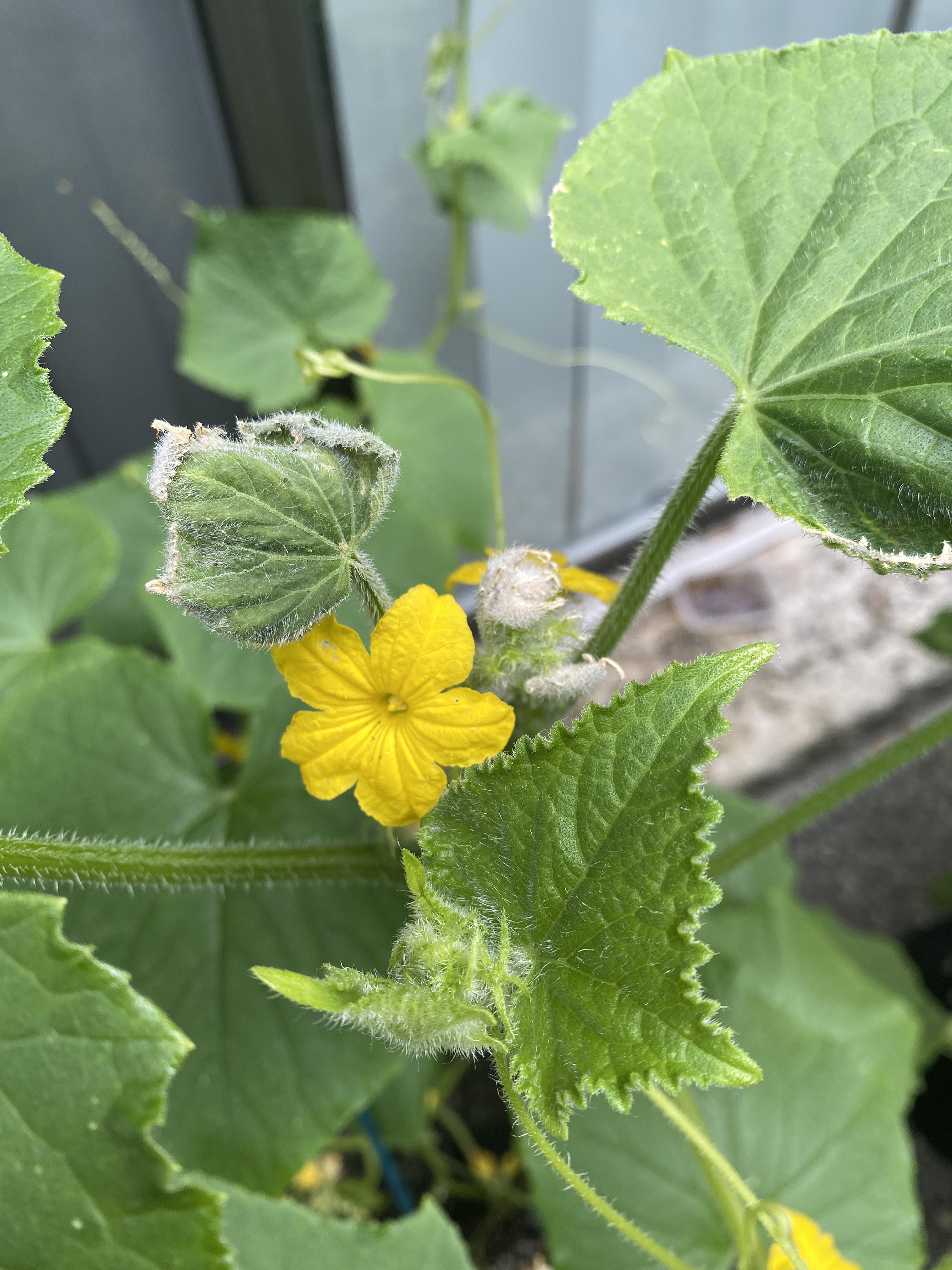 Fuzzy white on my cucumber plant. This is only at the top of the growth