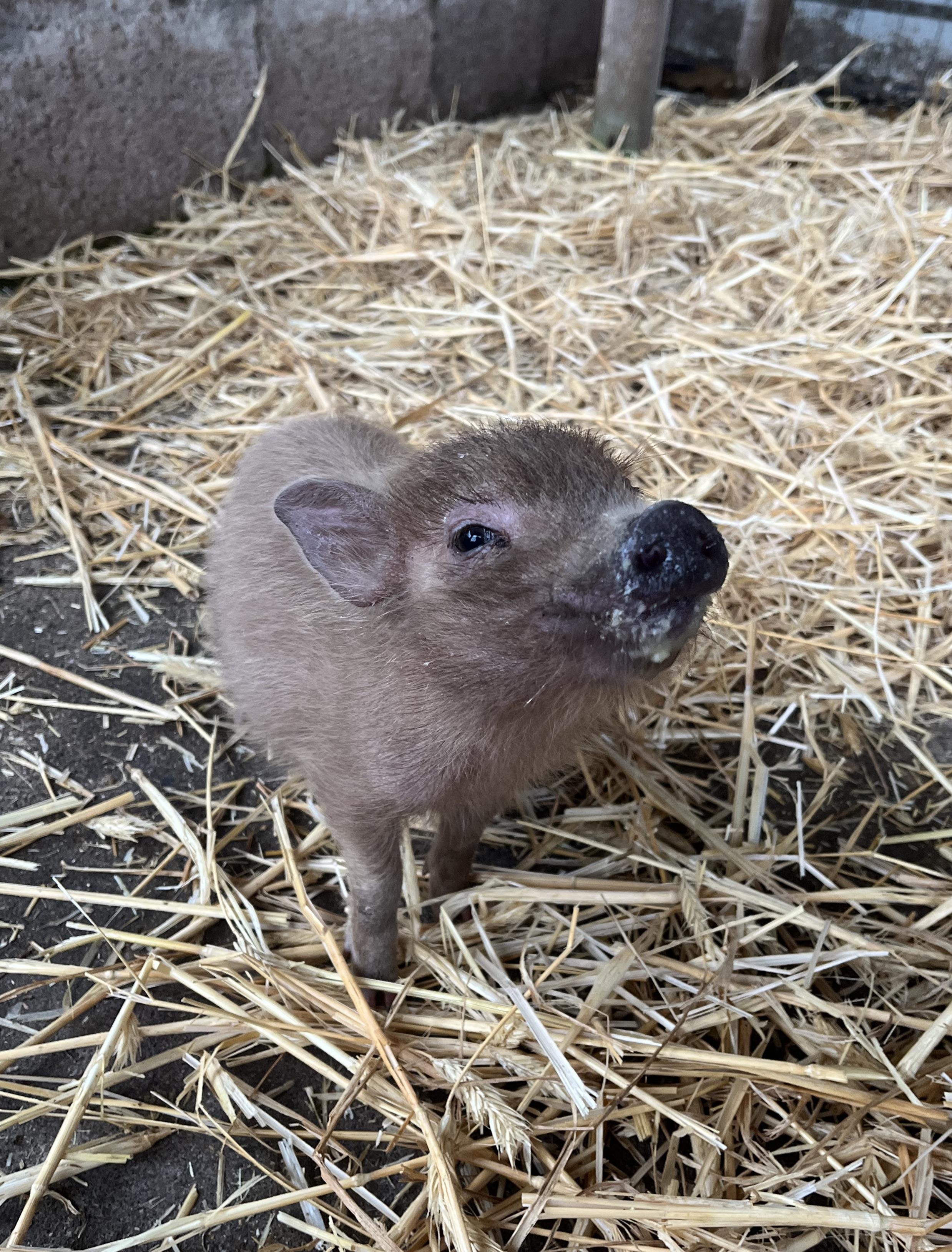 Do 10 week old piglets need a heat source at night? r/pigs