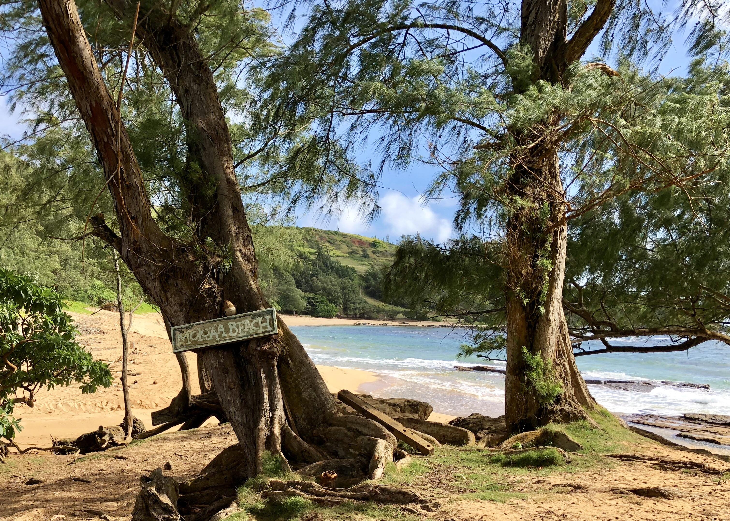 Moloaa Beach, Kauai [2046x1025] r/EarthPorn